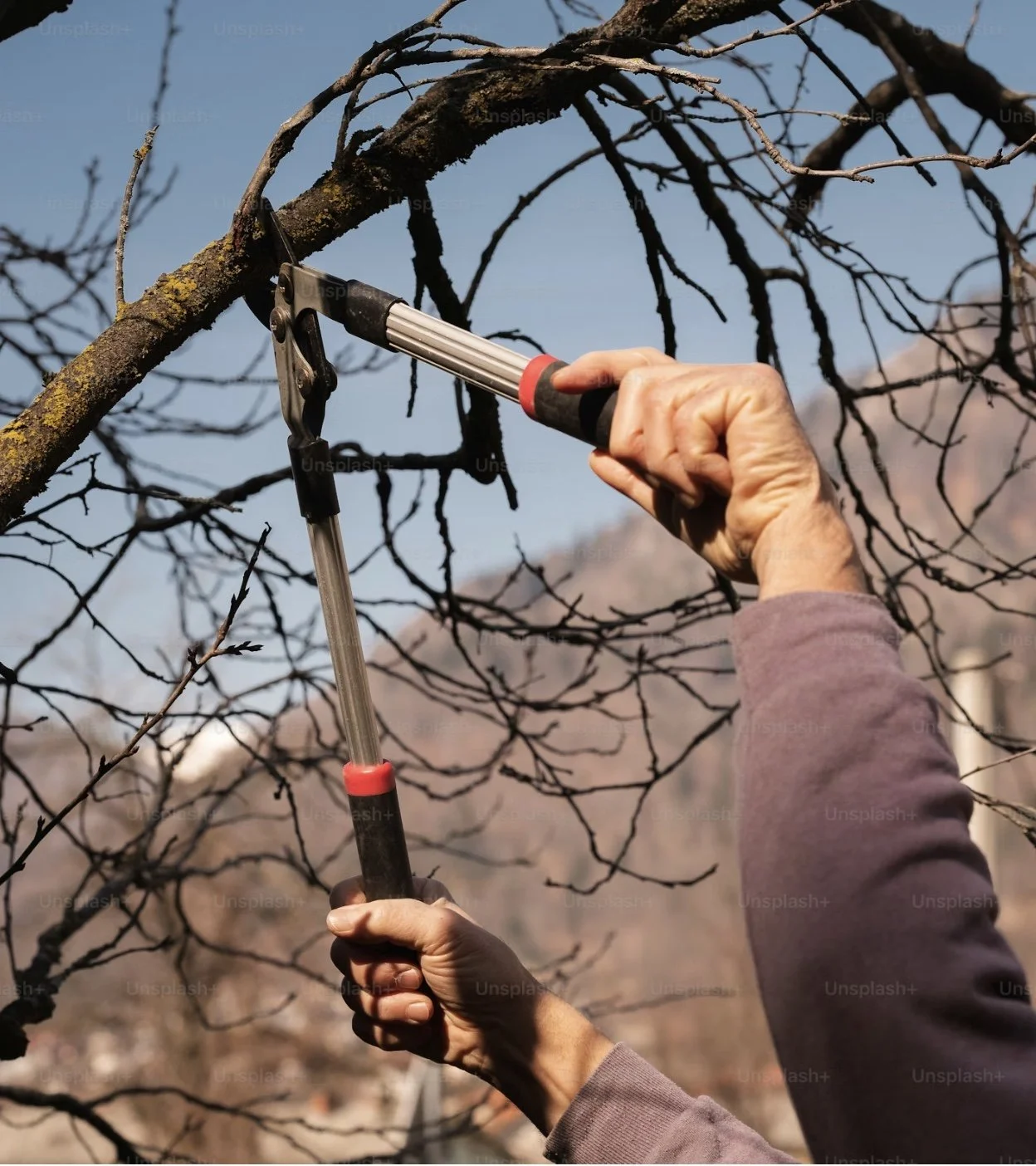 When to Prune: The Complete Guide to Pruning Trees, Shrubs, and Plants
