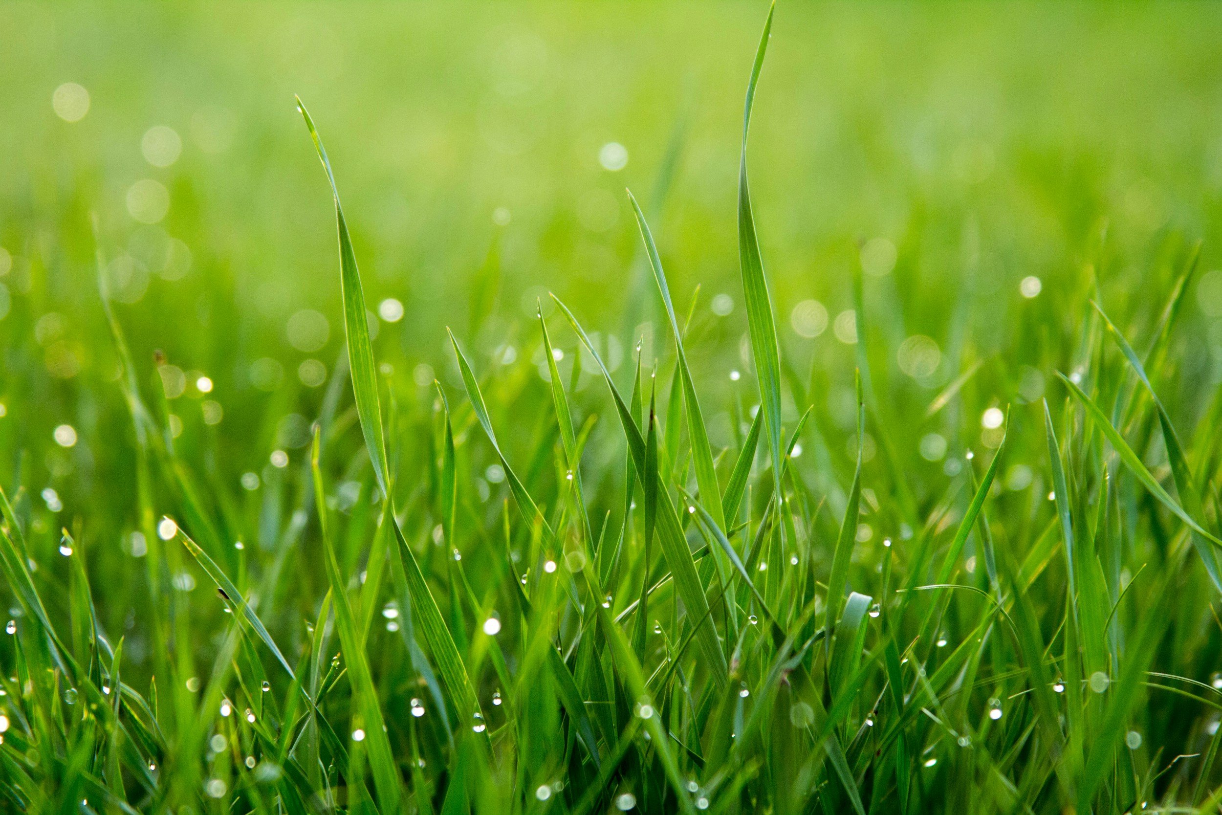 The Four Essentials for a Lush, Green Lawn