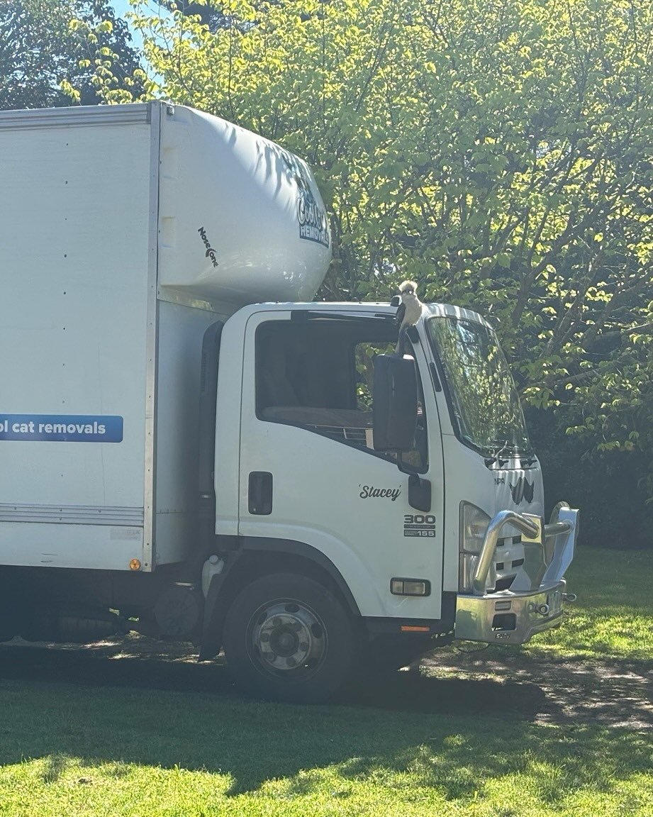 Meet our newest team member. Great  laugh, terrible at lifting boxes.

The cats can&rsquo;t wait to meet him. It&rsquo;s gonna be an interesting first shift! 😻😹

#CoolCatRemovals #MovingMadeEasy #MelbourneRemovalists #CoolCatCrew