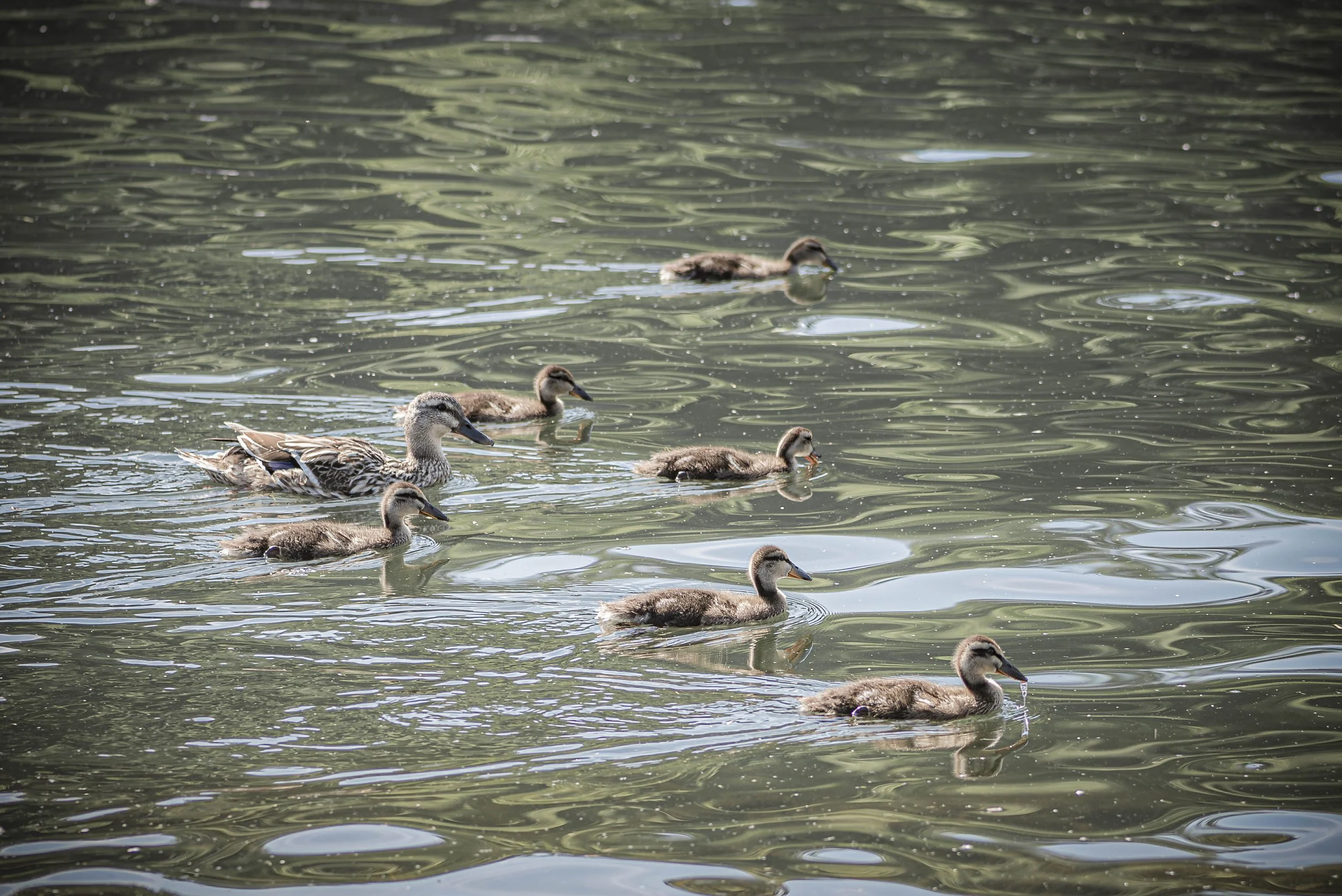 DSC_6397-Edit.jpg