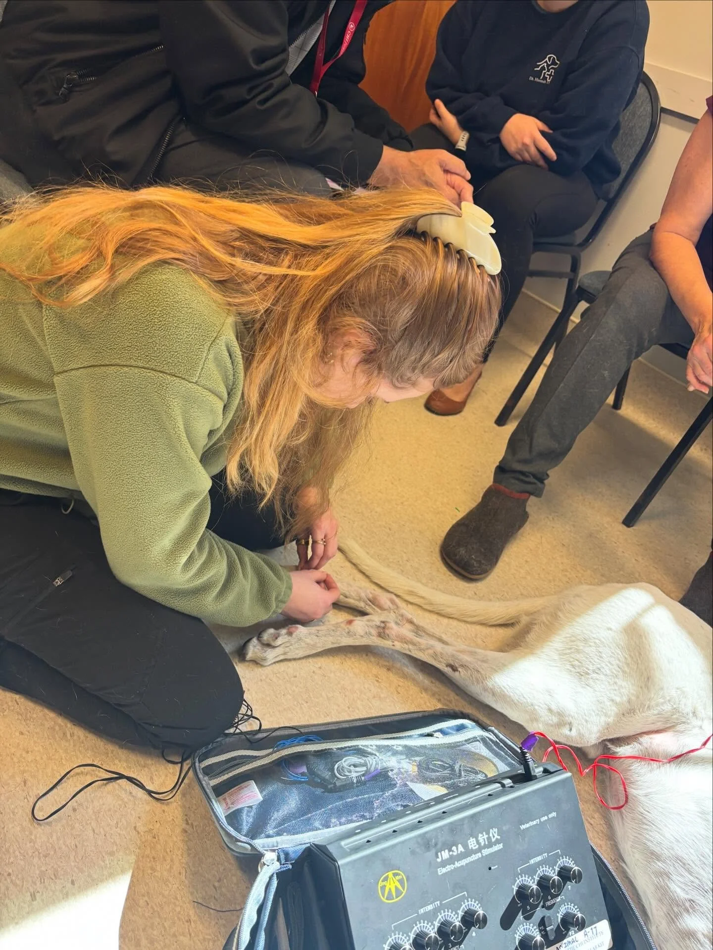 Dr. Margol is down at the Chi Institute this weekend soaking up all the knowledge and learning veterinary acupuncture for our patients ✨

Benefits of acupuncture (just to name a few):
&bull; Chronic pain &amp; arthritis
&bull; Mobility issues
&bull; 