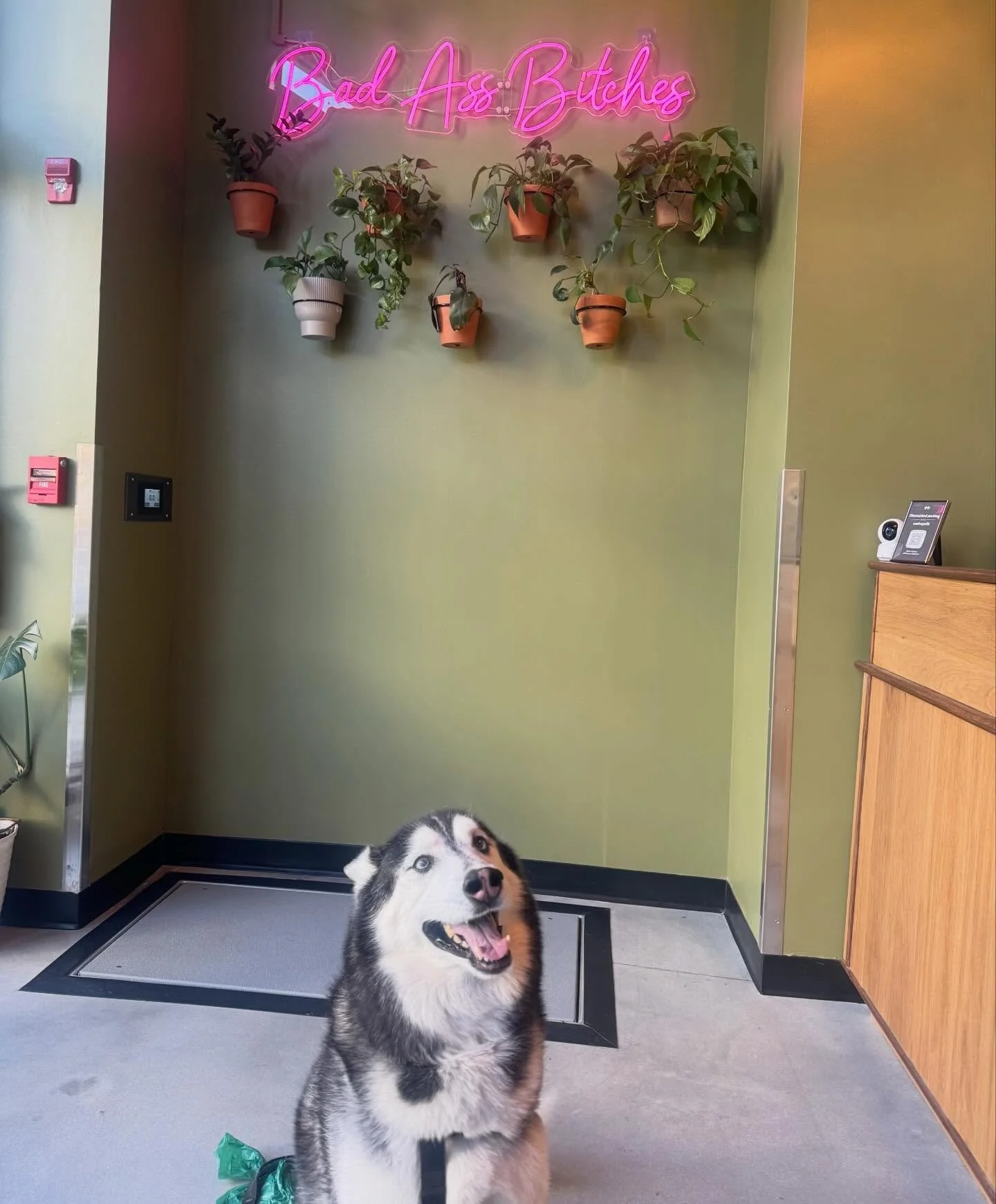 Fava the husky, using his floof only for good! With that infectious smile and those gorgeous blue eyes, we feel like he&rsquo;s America&rsquo;s next top (dog) model! 🤩