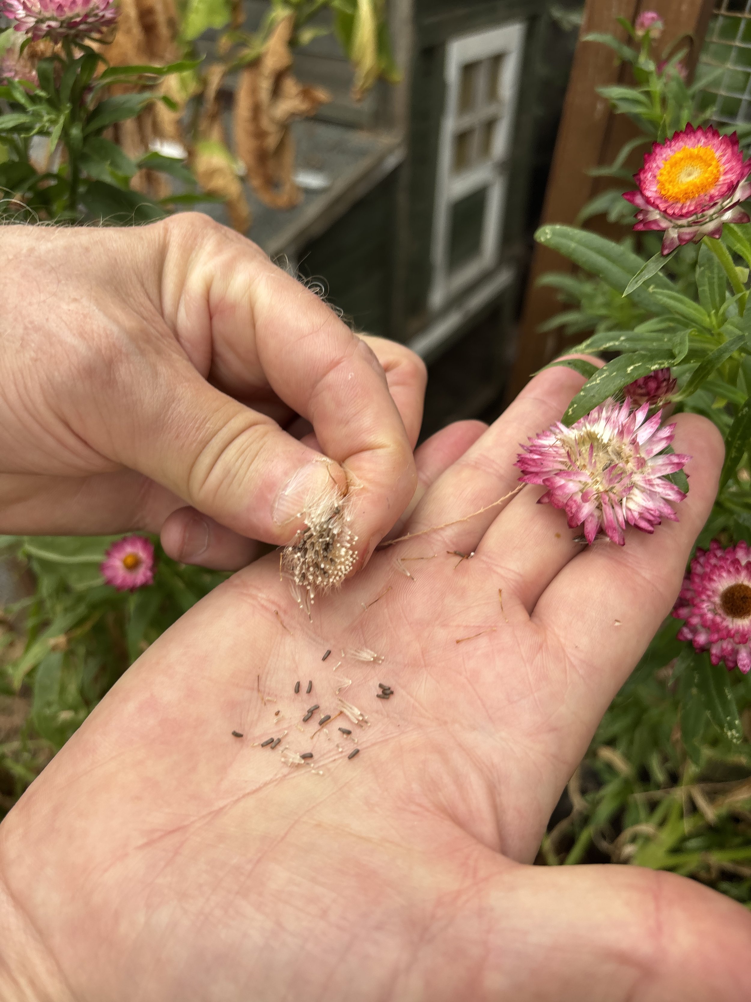 A person holding a flower with the other hand, which has small black seeds on it, and pink and white flowers in the background.