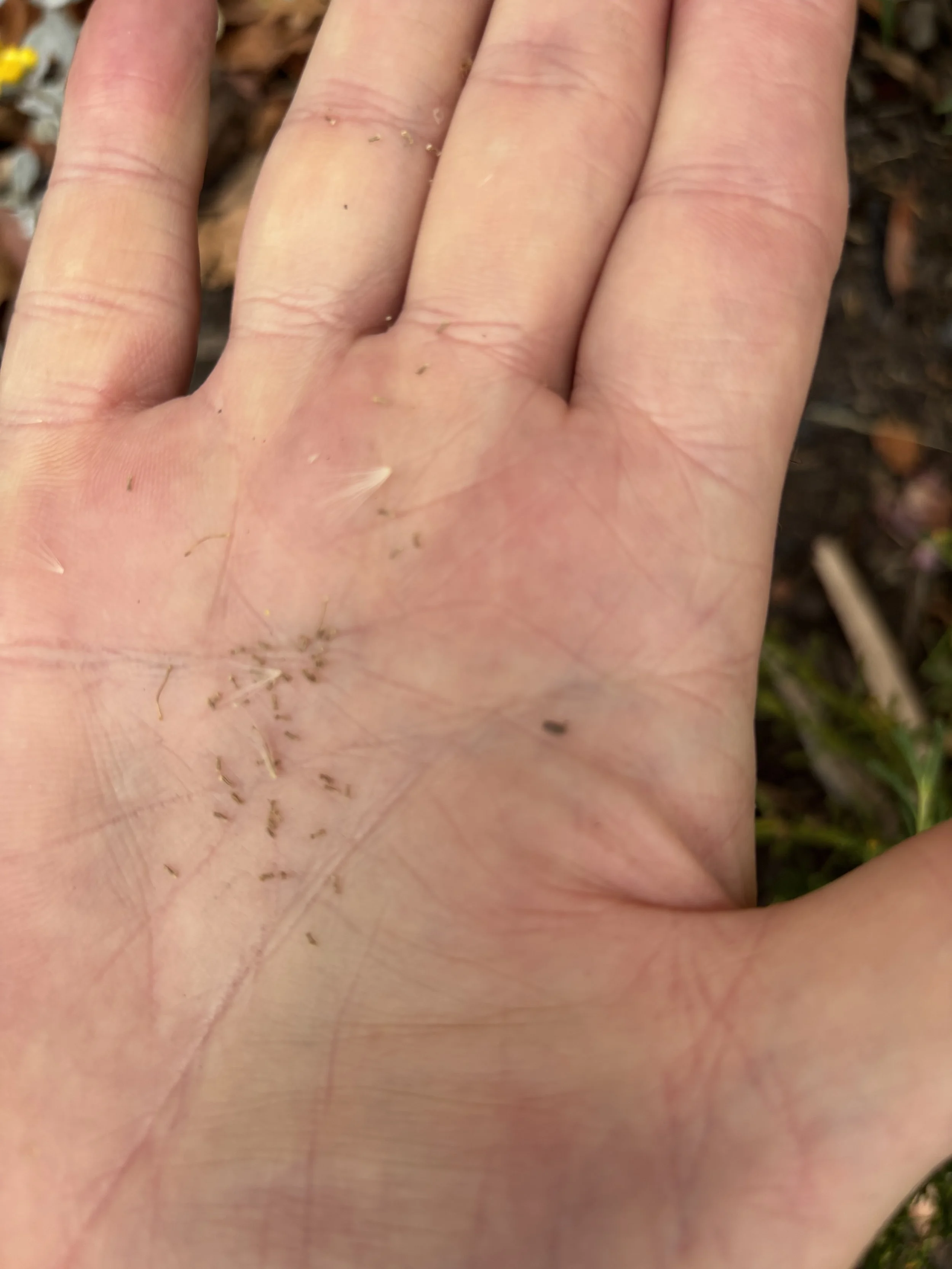 A hand with tiny insects on the palm and fingers, set against a background of soil and small plants.
