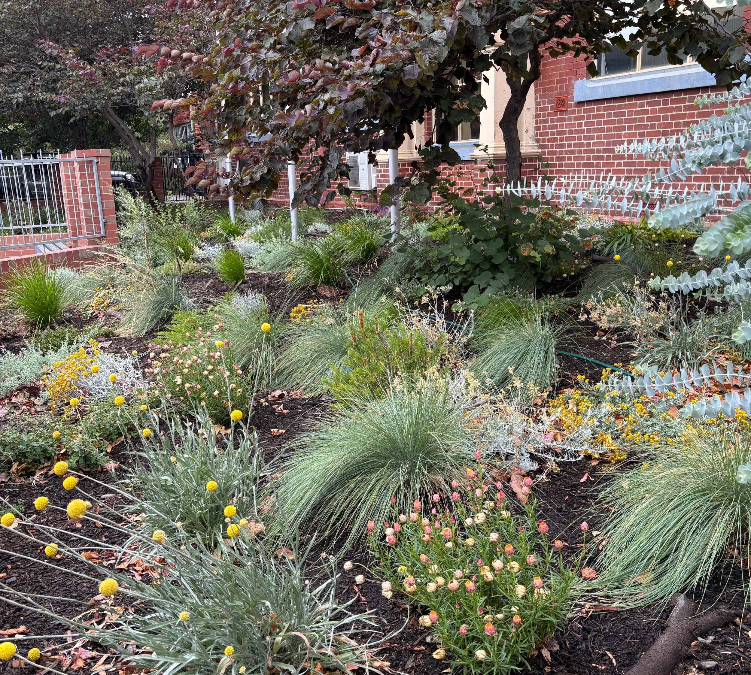 31 January 2026: beautiful blooms and new growth - plants have survived through our hot dry summer with community watering.
