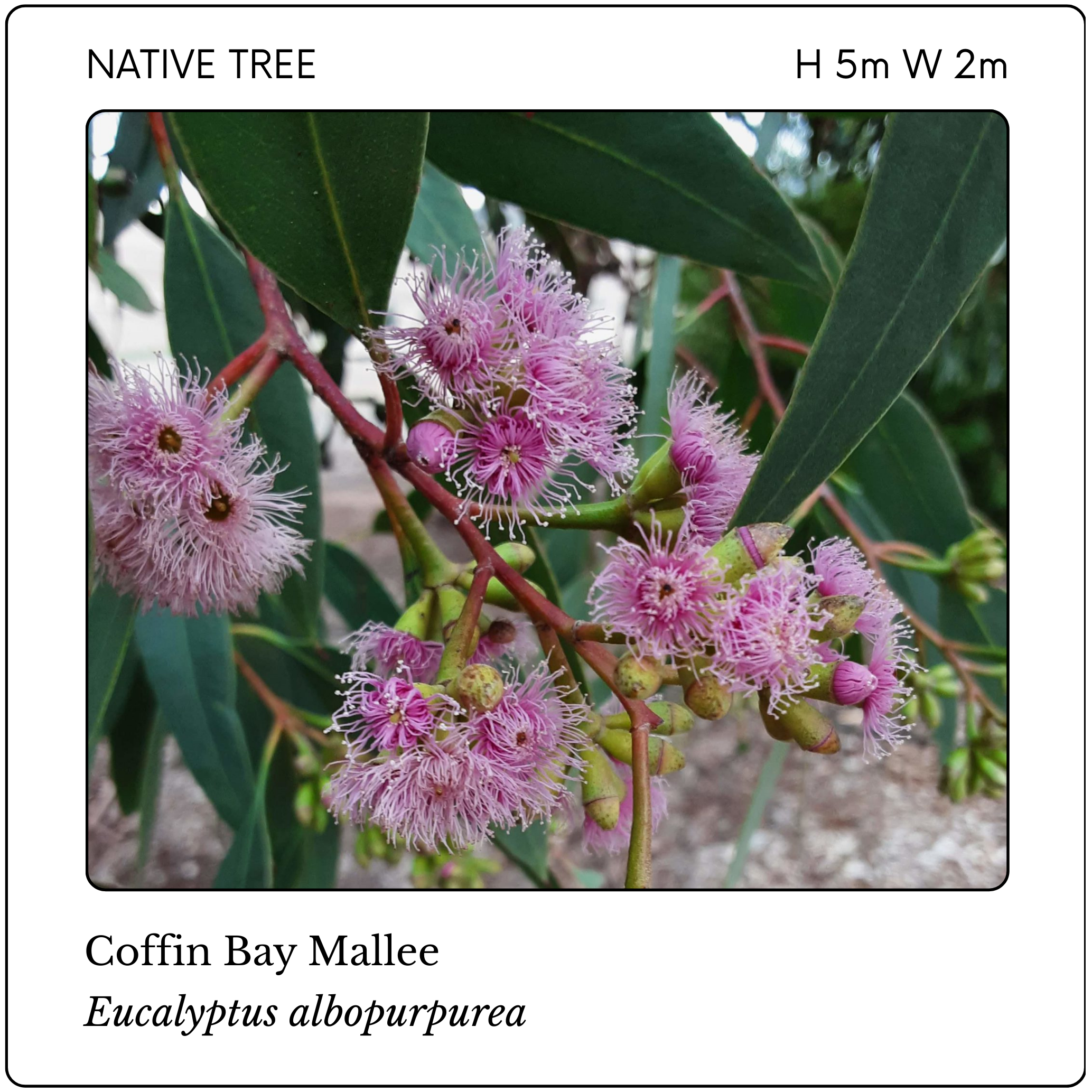 Eucalyptus albopurpurea.png