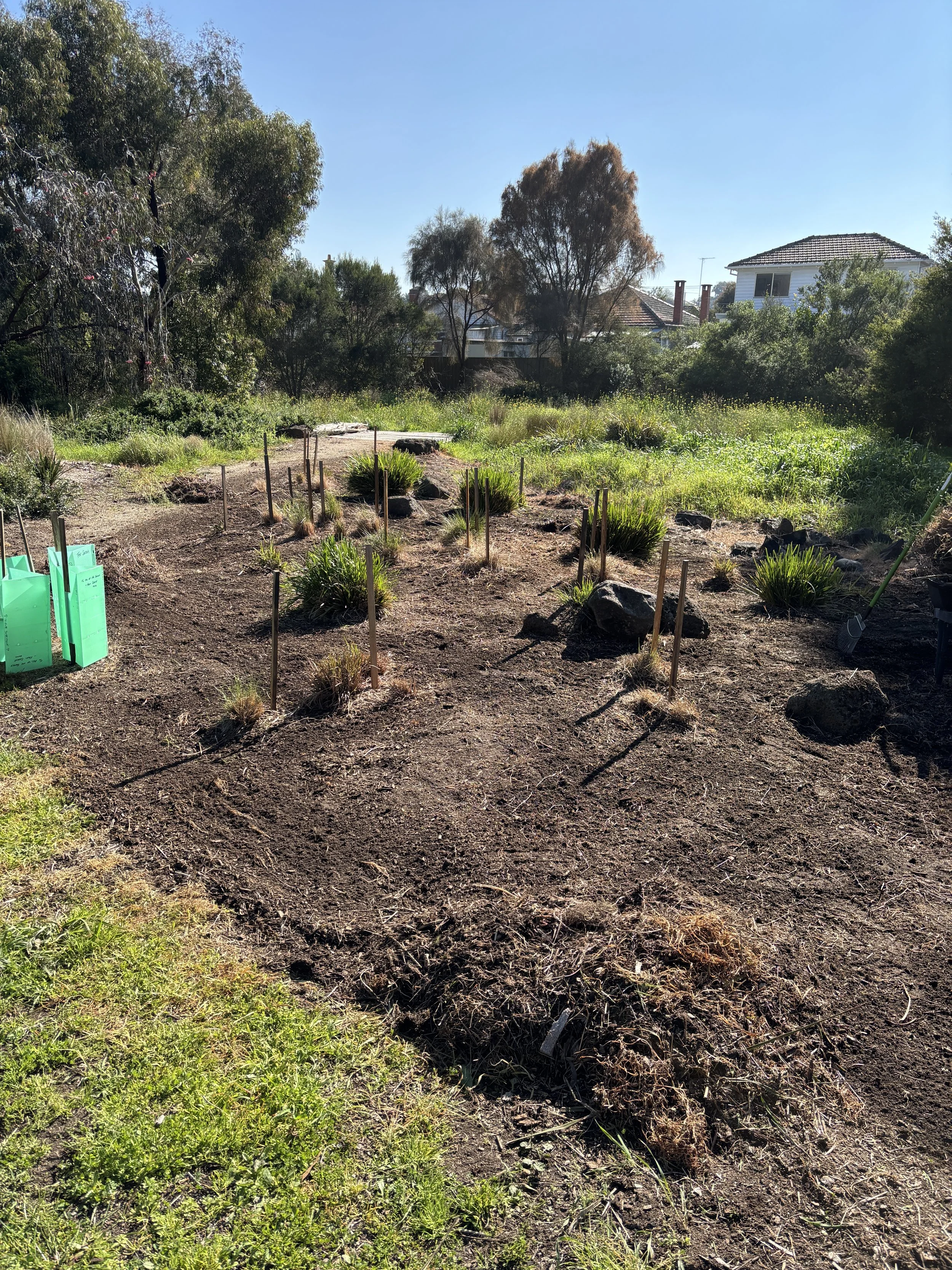 The cleared site ready for Community Planting Day at Yakai Barring! 9 August 2025