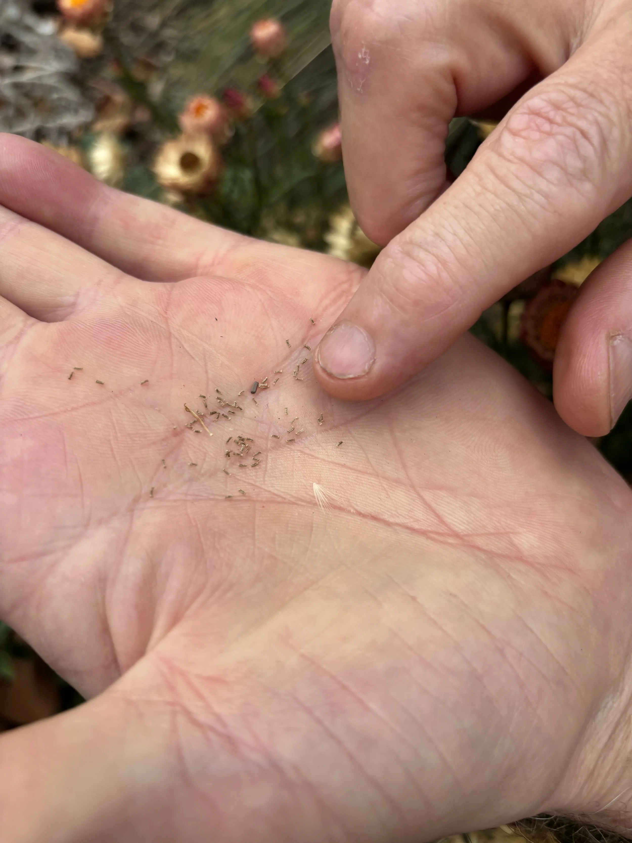 Close-up of a person's hand in the background with dried flower petals or similar debris on the palm, with another hand pointing at the debris.