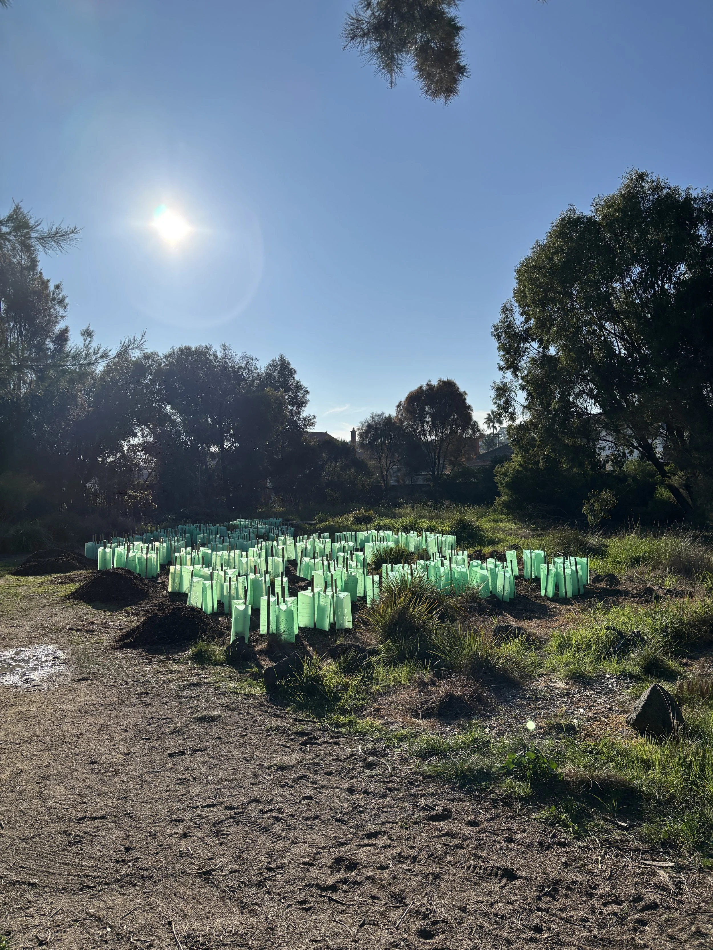 Garden with numerous green tree saplings protected by plastic tubes, situated on mounds of soil, under a clear blue sky with the sun shining brightly.