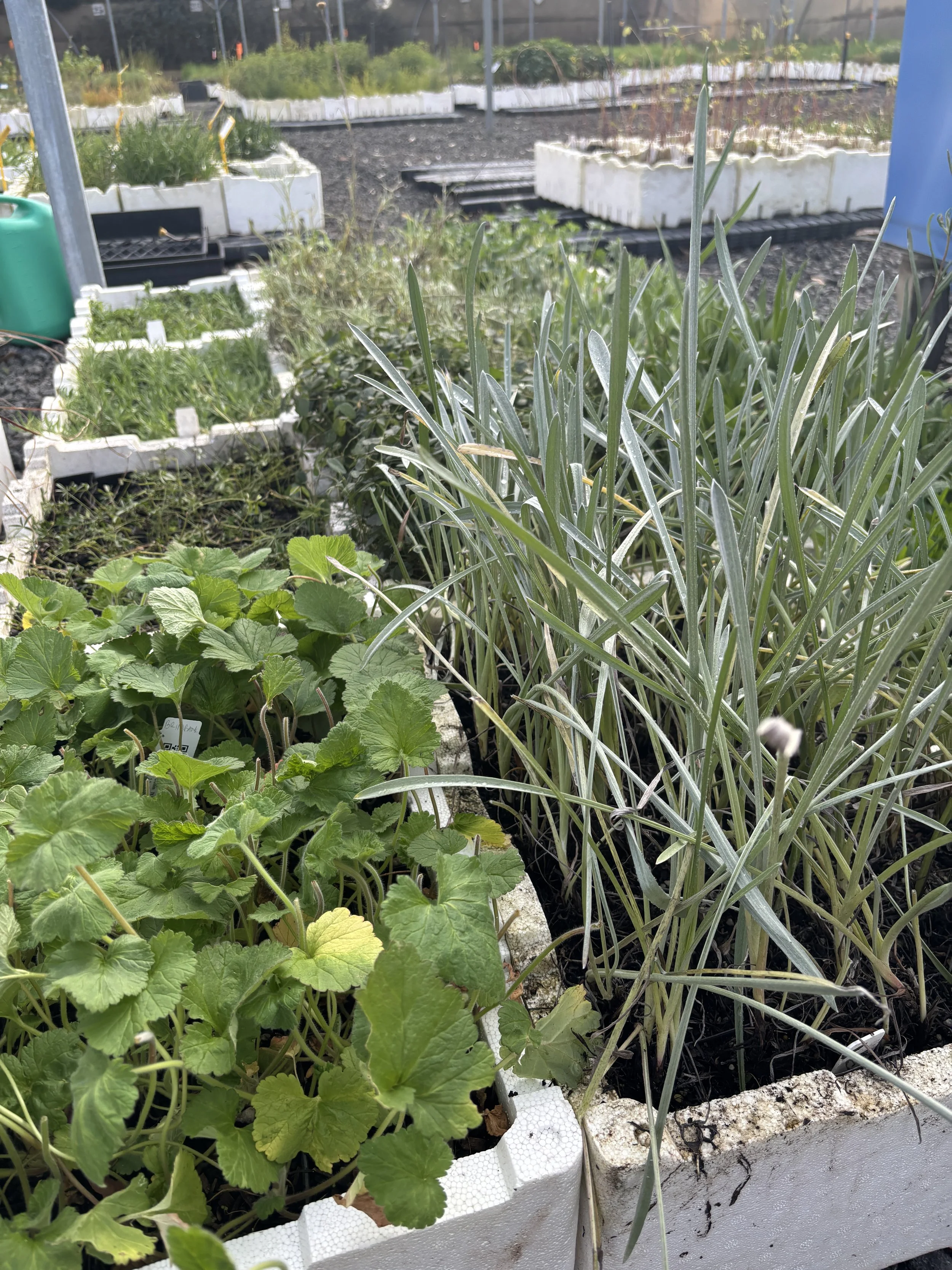 Glorious VINC tubestocks soon to be planted at Yakai Barring!