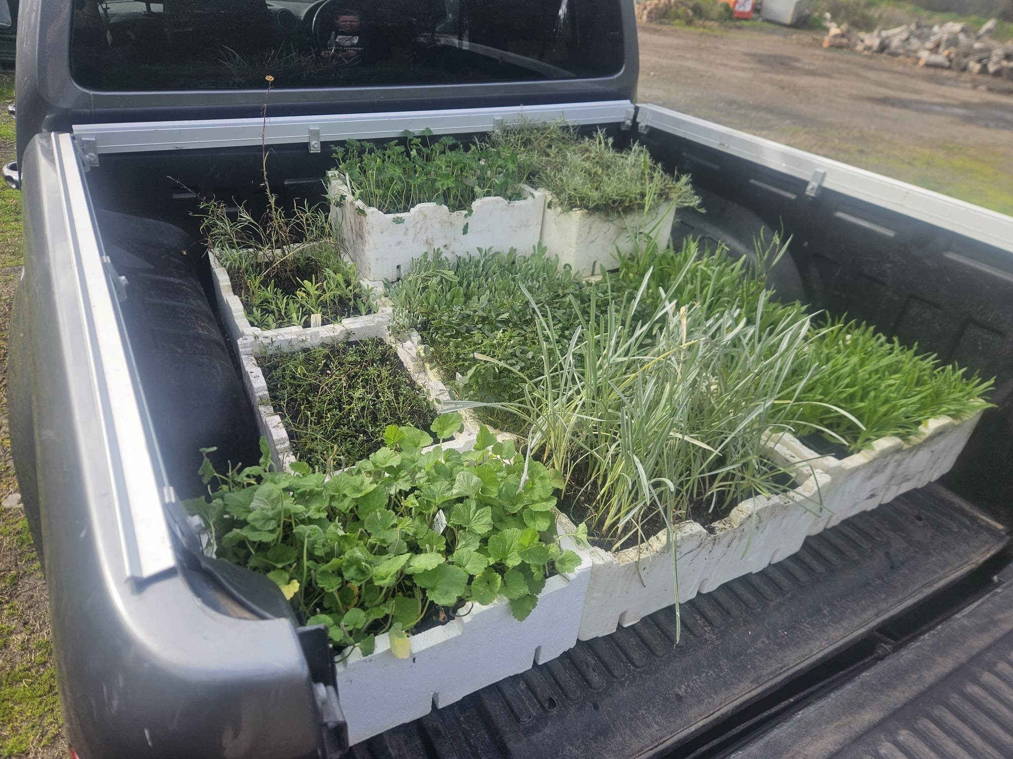 VINC tubestock beauties loaded, soon to be planted in Yakai Barring