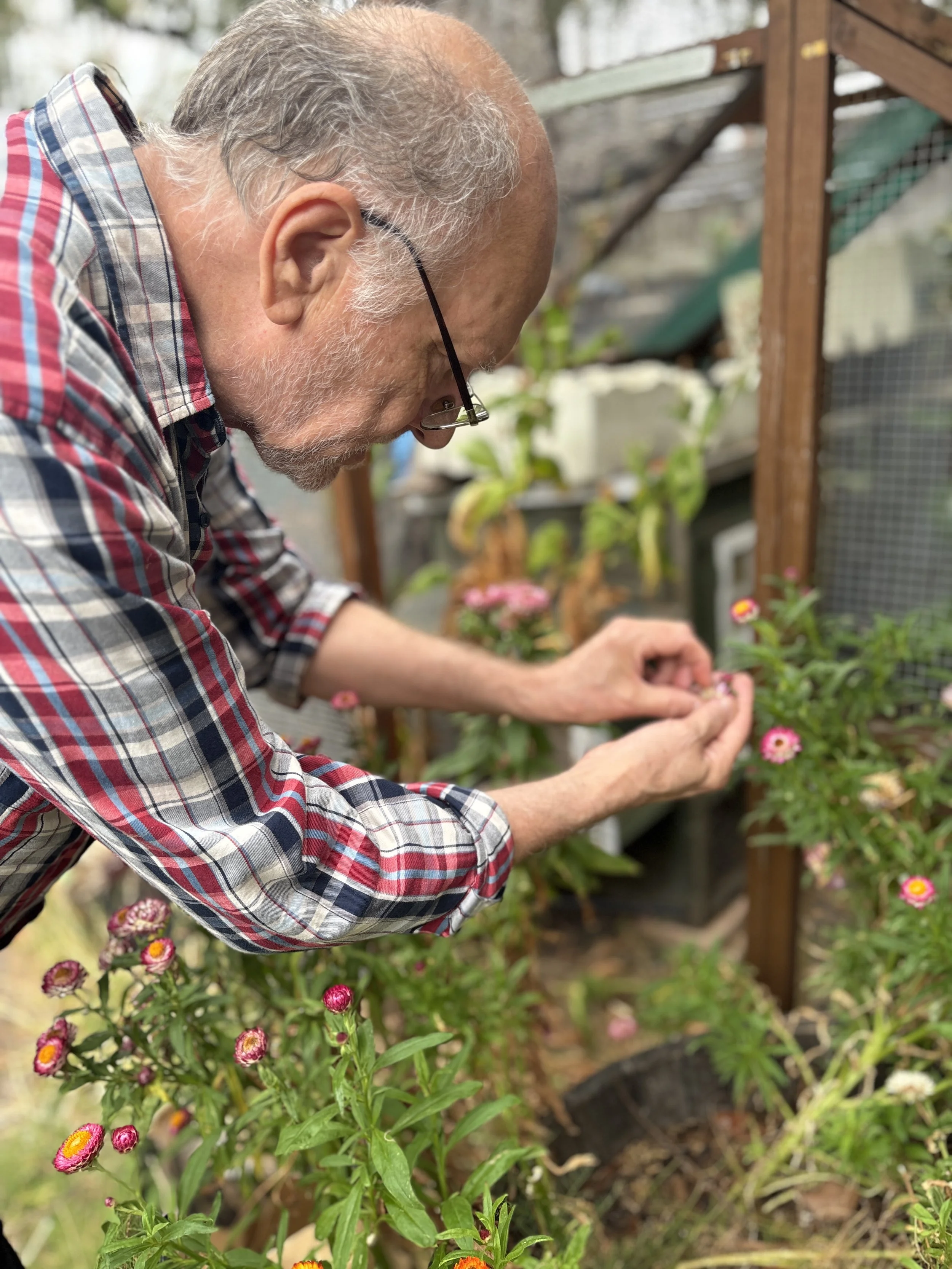 An man wearing glasses and a plaid shirt picking pink Paper Daisy flowers in a garden.