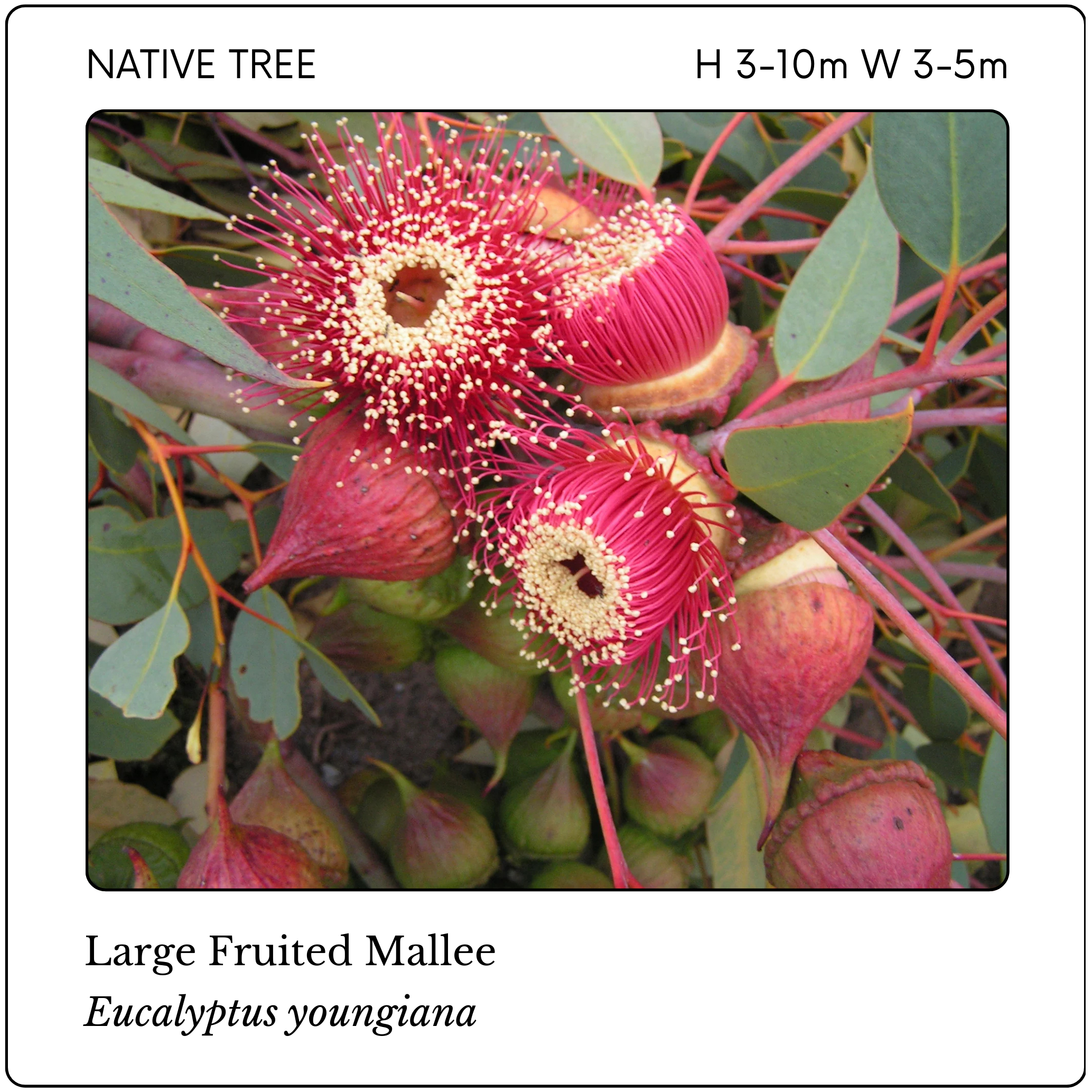 Eucalyptus youngiana.png