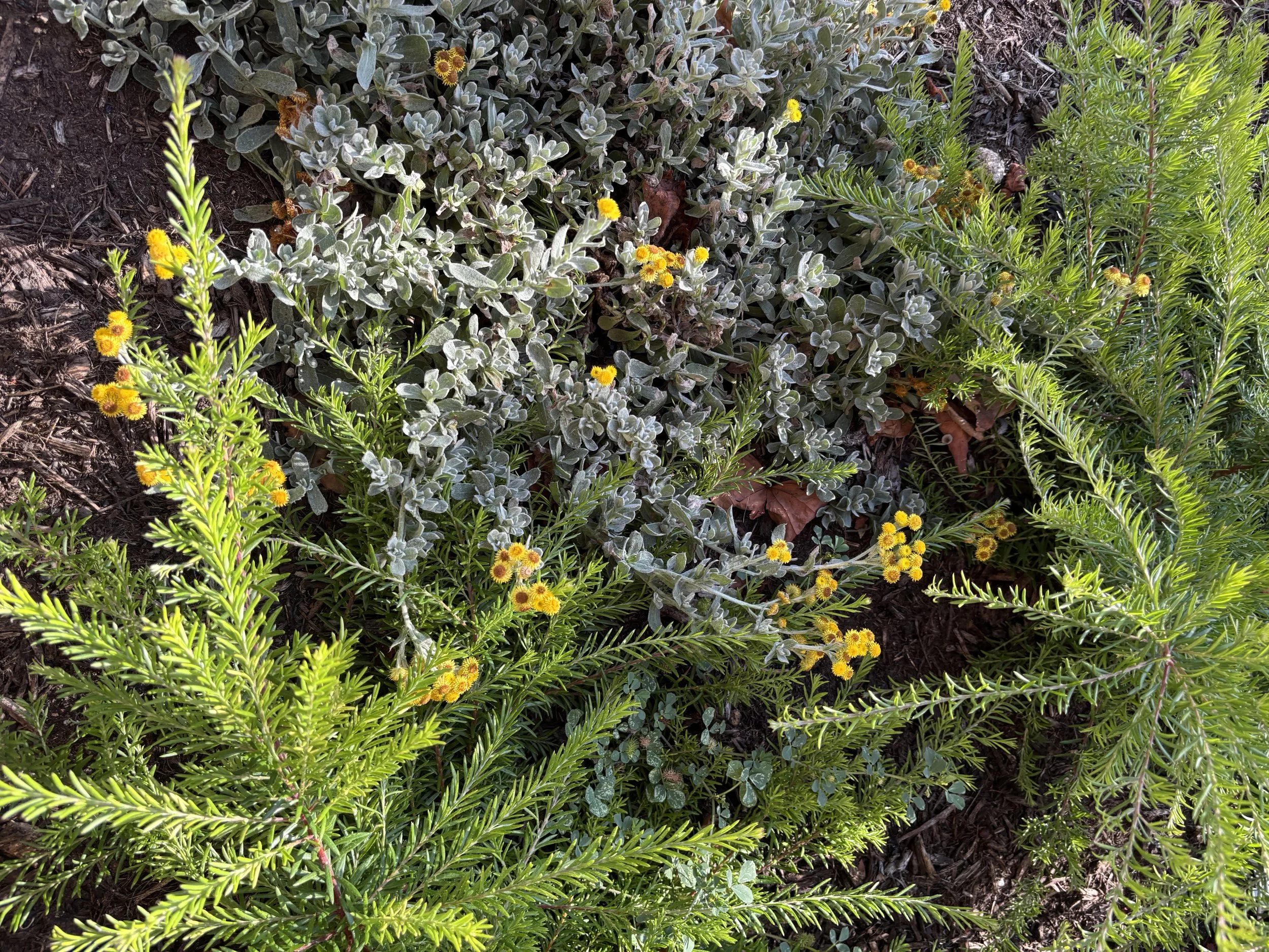 Close-up of green and silver foliage plants with small yellow flowers in a garden bed.
