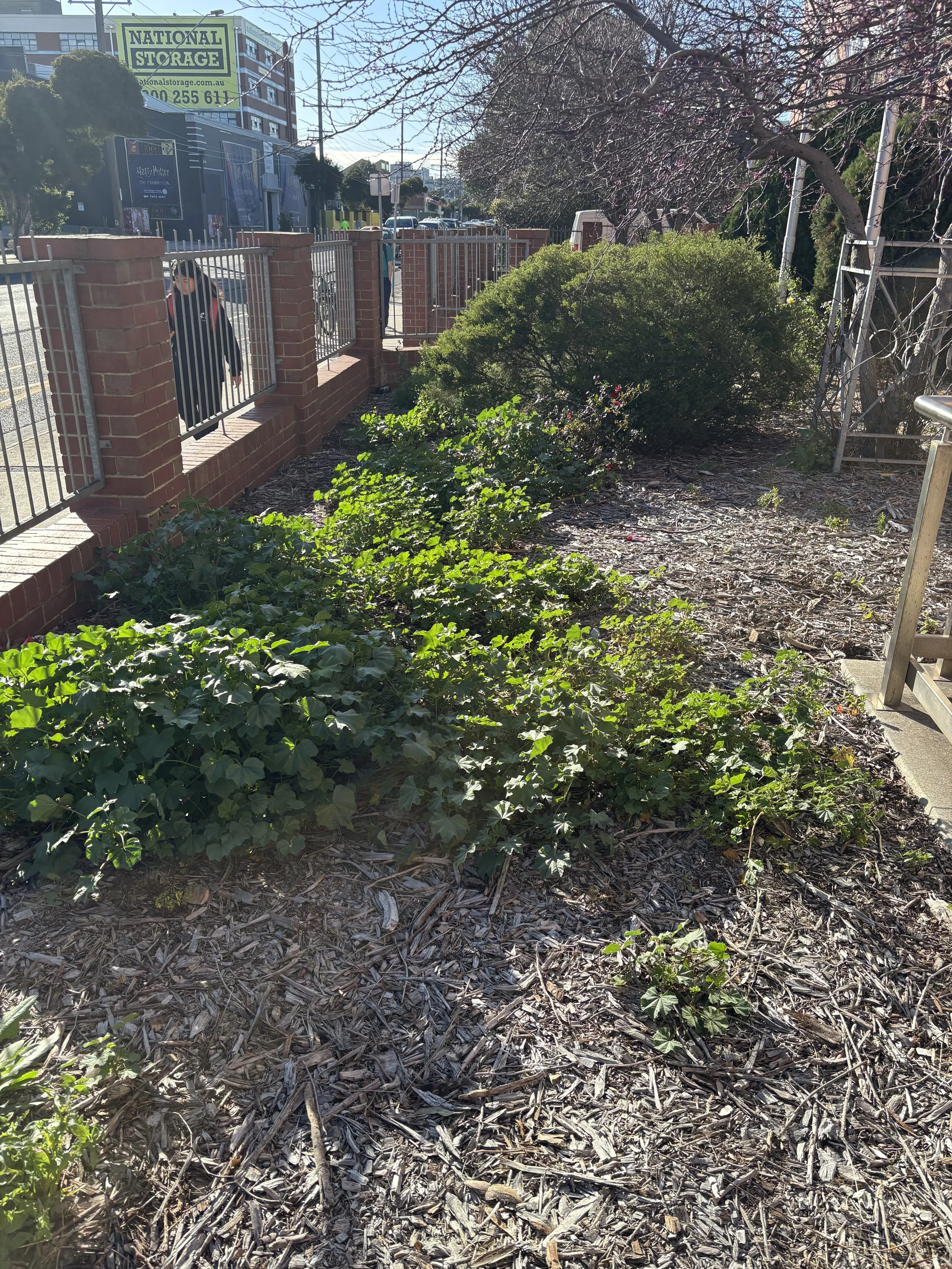 August 2025 - Before: compacted soil, minimal biodiversity, steel caged trees.