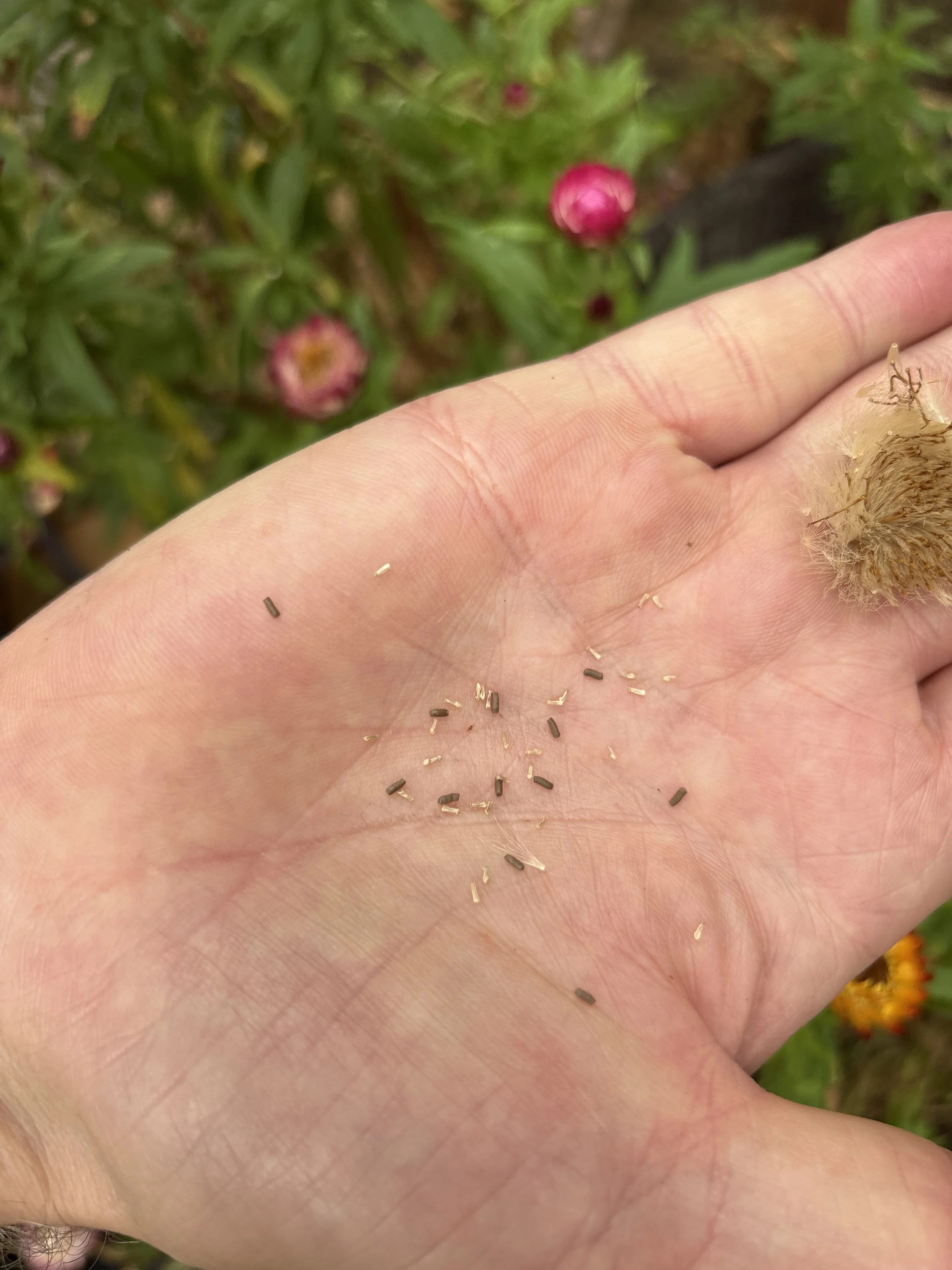A person's palm holding sunflower seeds in front of a flower garden with pink and yellow flowers.