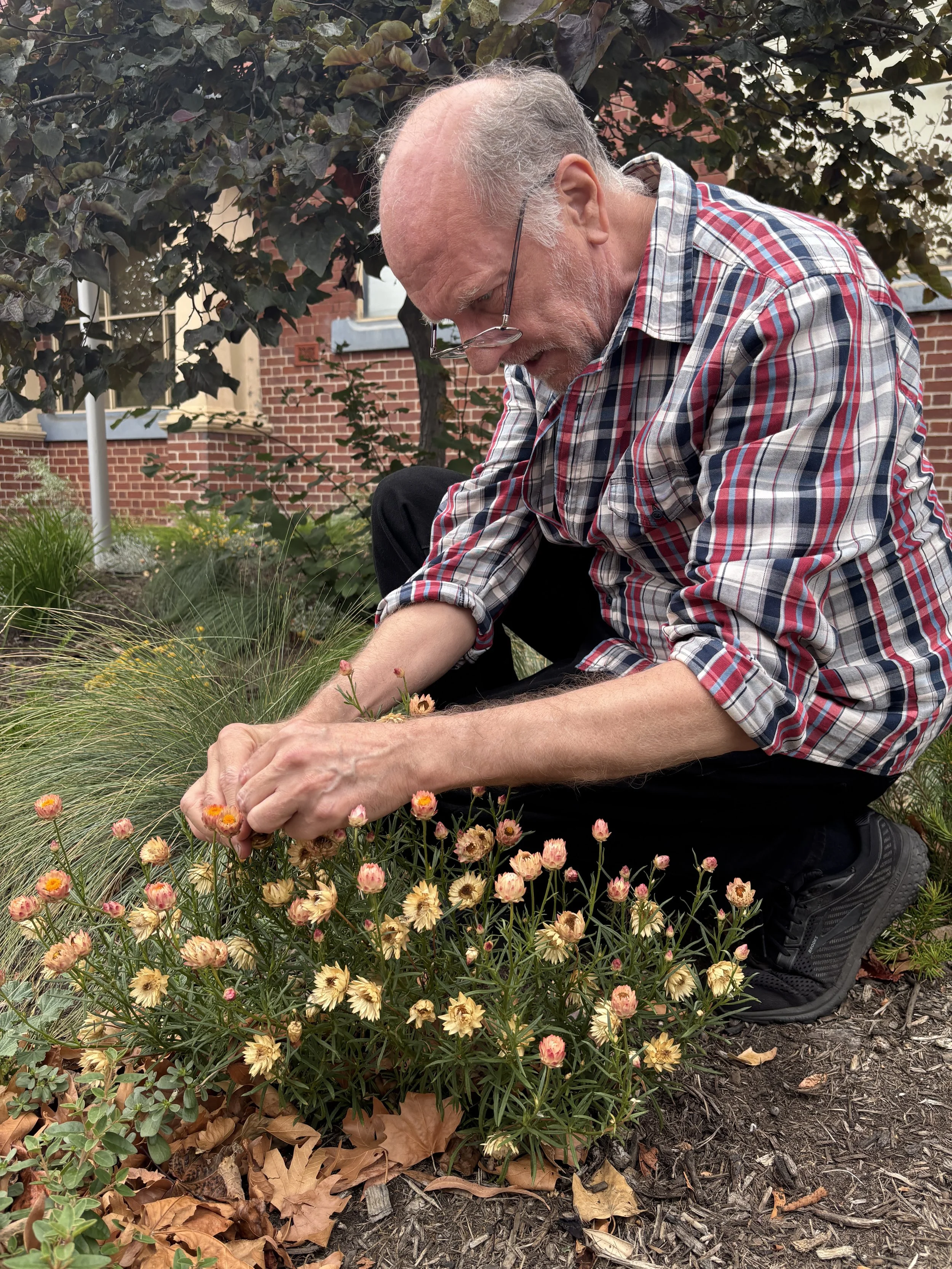 An elderly man with glasses and a plaid shirt squats in a garden, tending to pink and yellow flowers. He is surrounded by greenery and brick buildings.