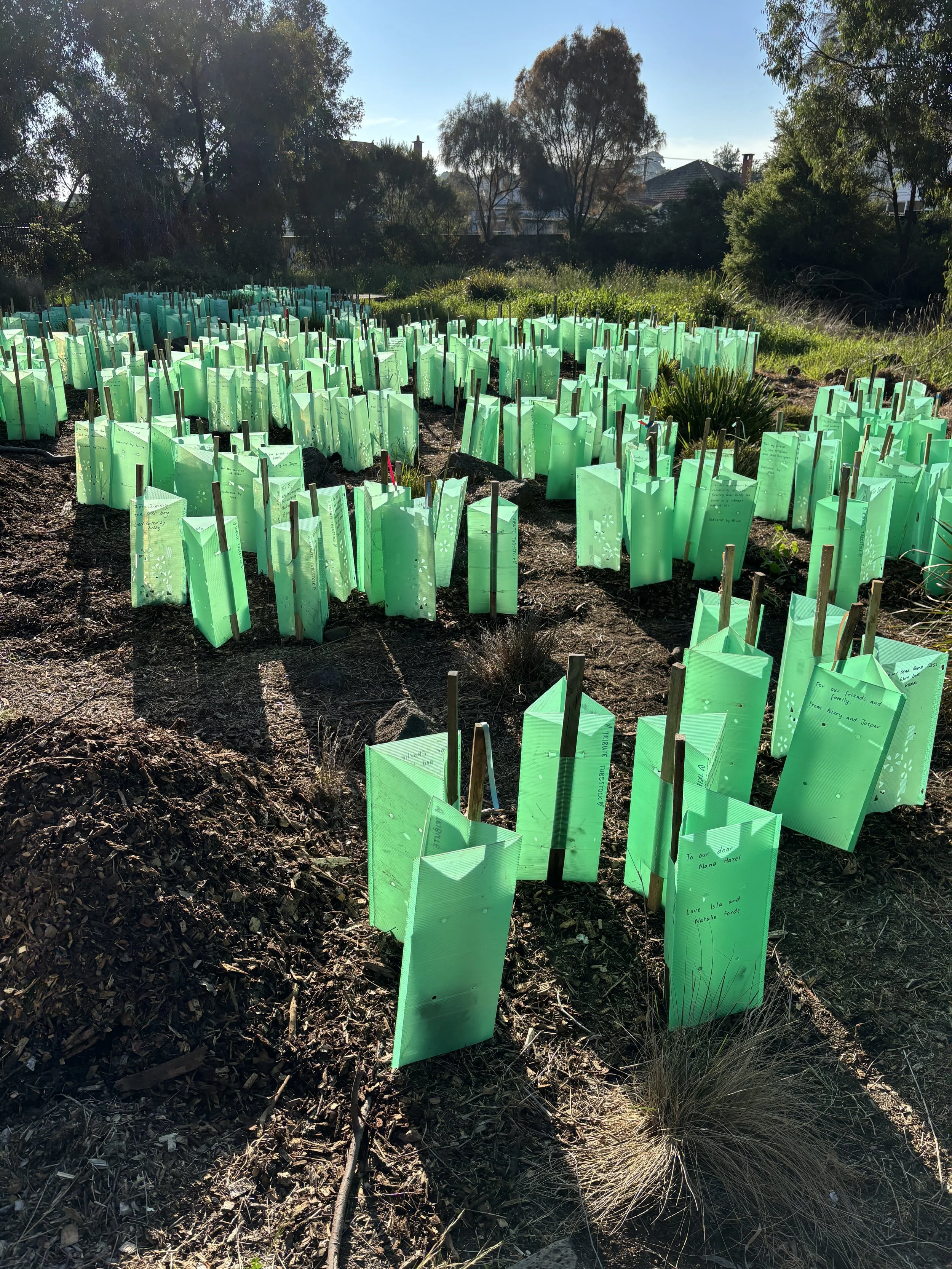 Tribute Tubestocks nestled into the earth of Yakai Barring, Saturday 9 August 2025