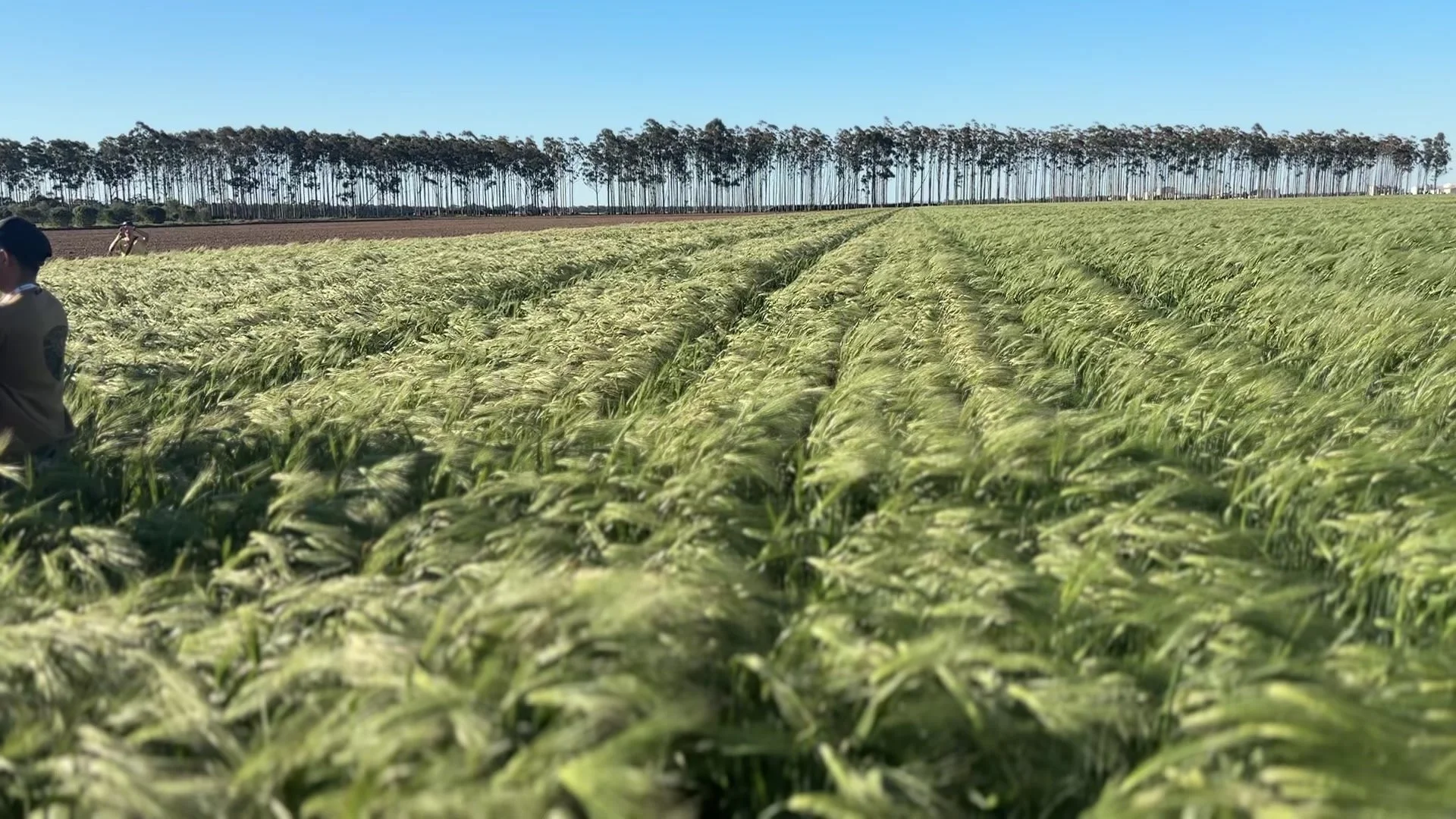 Barley Field.jpeg