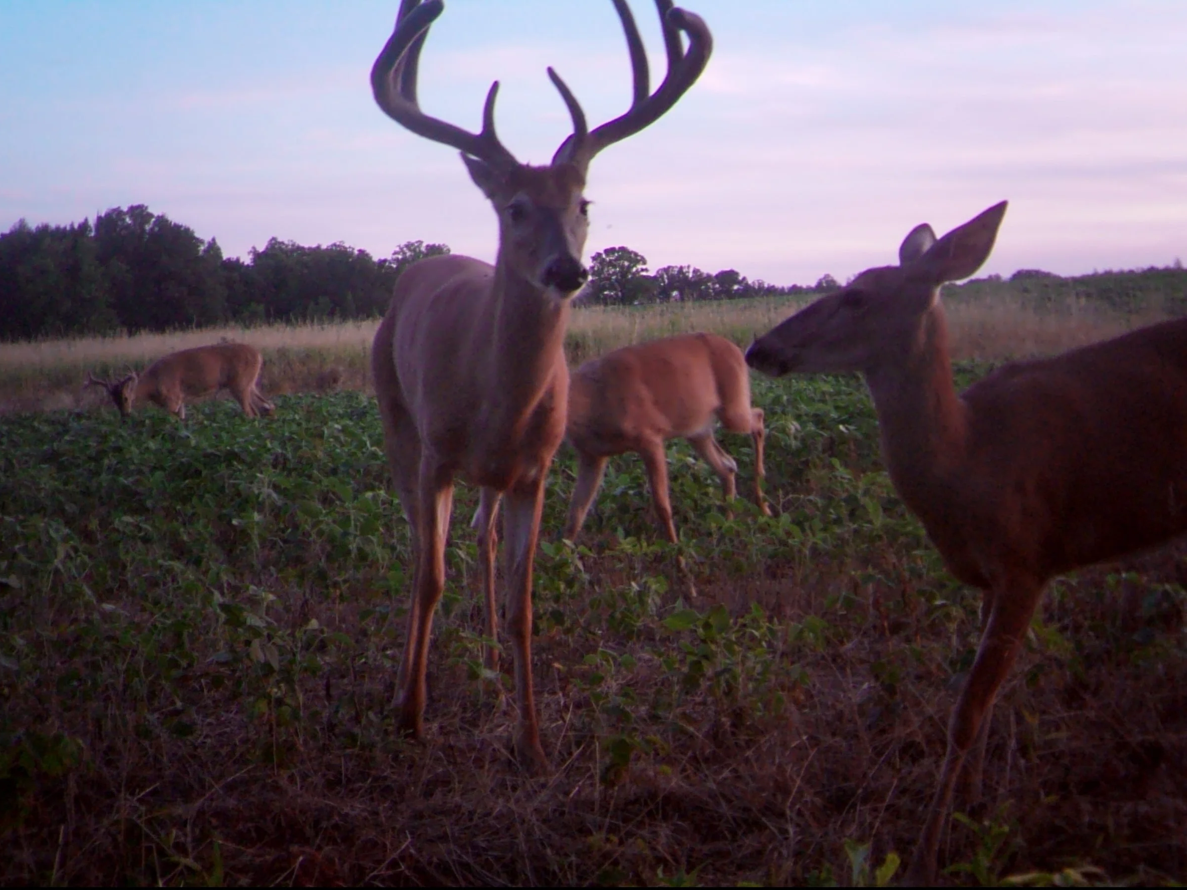 A group of deer, including a large buck with antlers, standing in a grassy field at dusk with a tree line in the background.