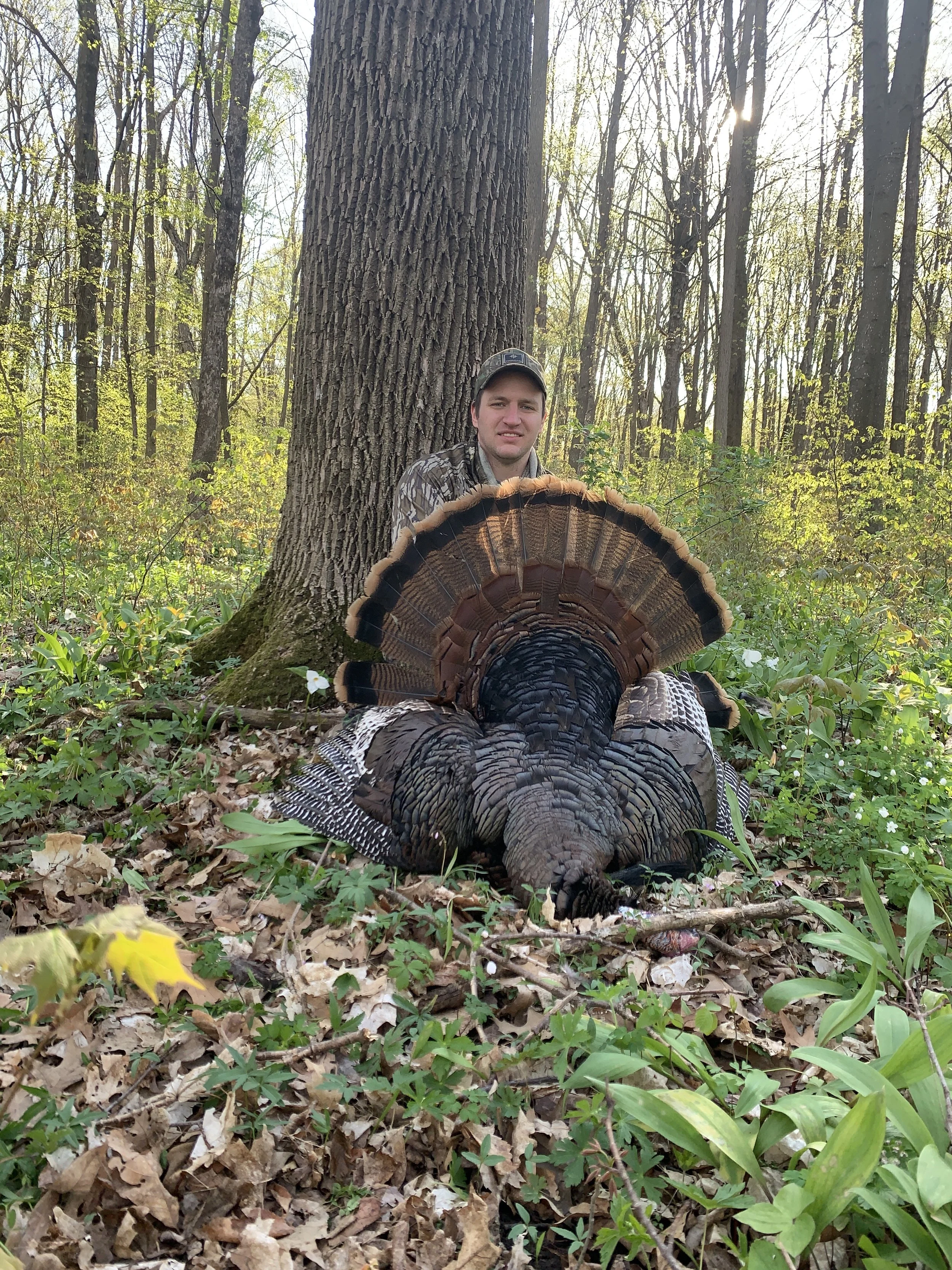 A man sitting in the woods behind a large dead turkey, with trees and green plants surrounding them.
