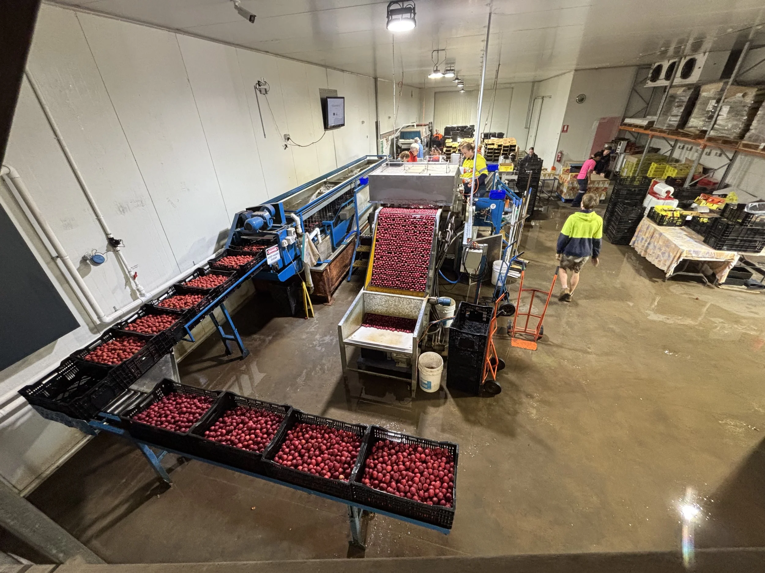Workers sorting red potatoes in a warehouse with conveyor belts and crates.