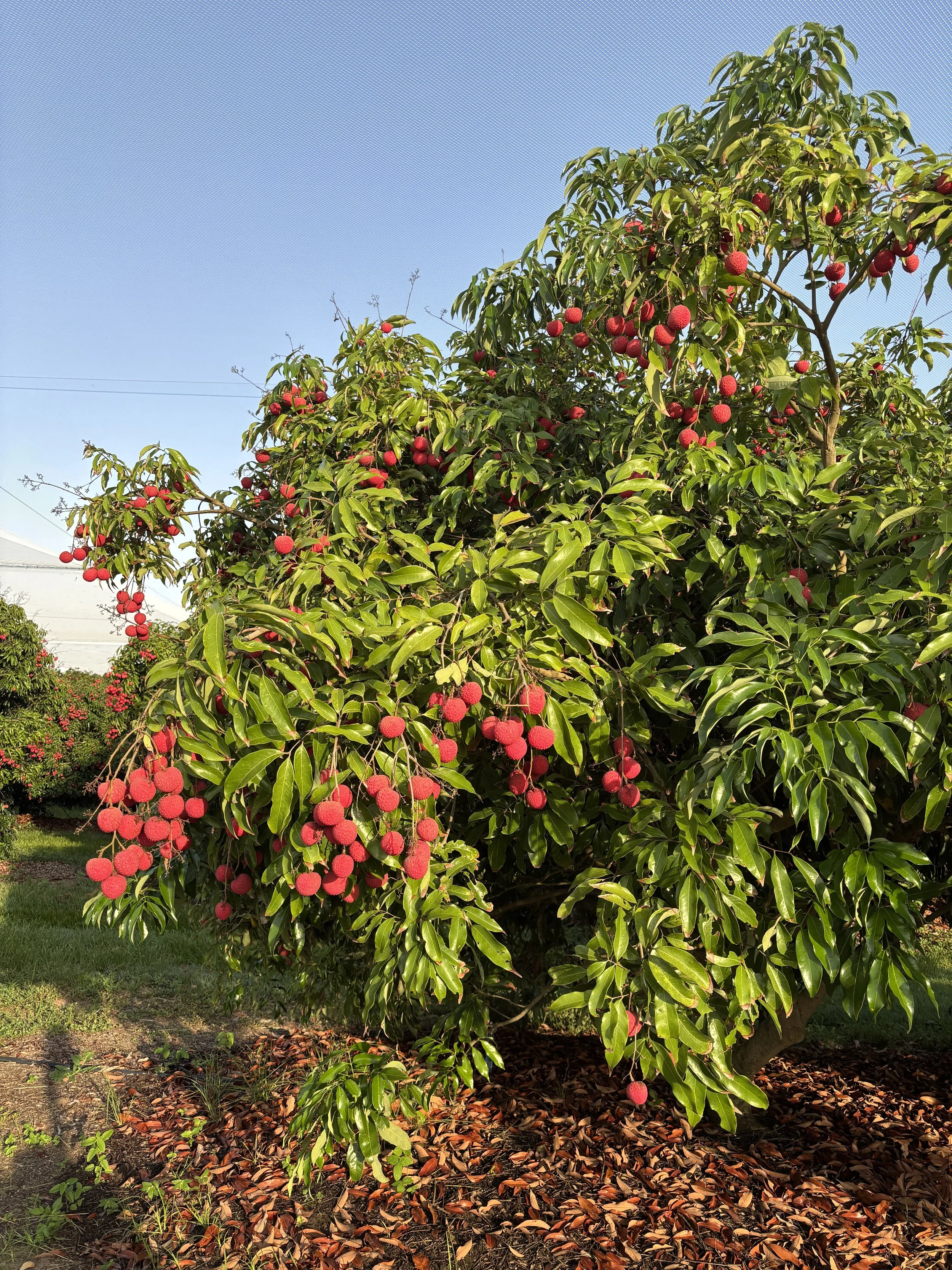 A fruit-bearing tree with shiny green leaves and clusters of red, round fruits in an orchard setting under a clear blue sky.
