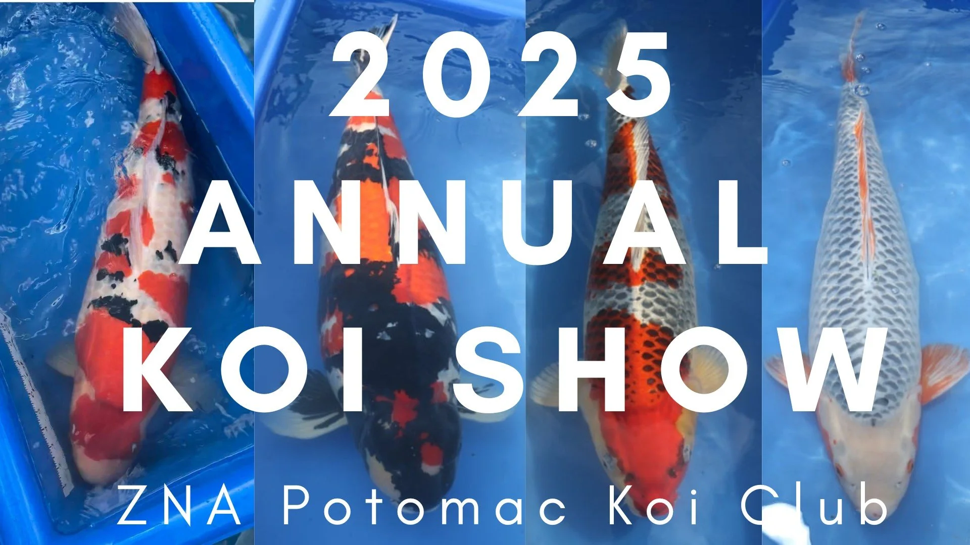 2025 Annual ZNA Potomac Koi Club Show