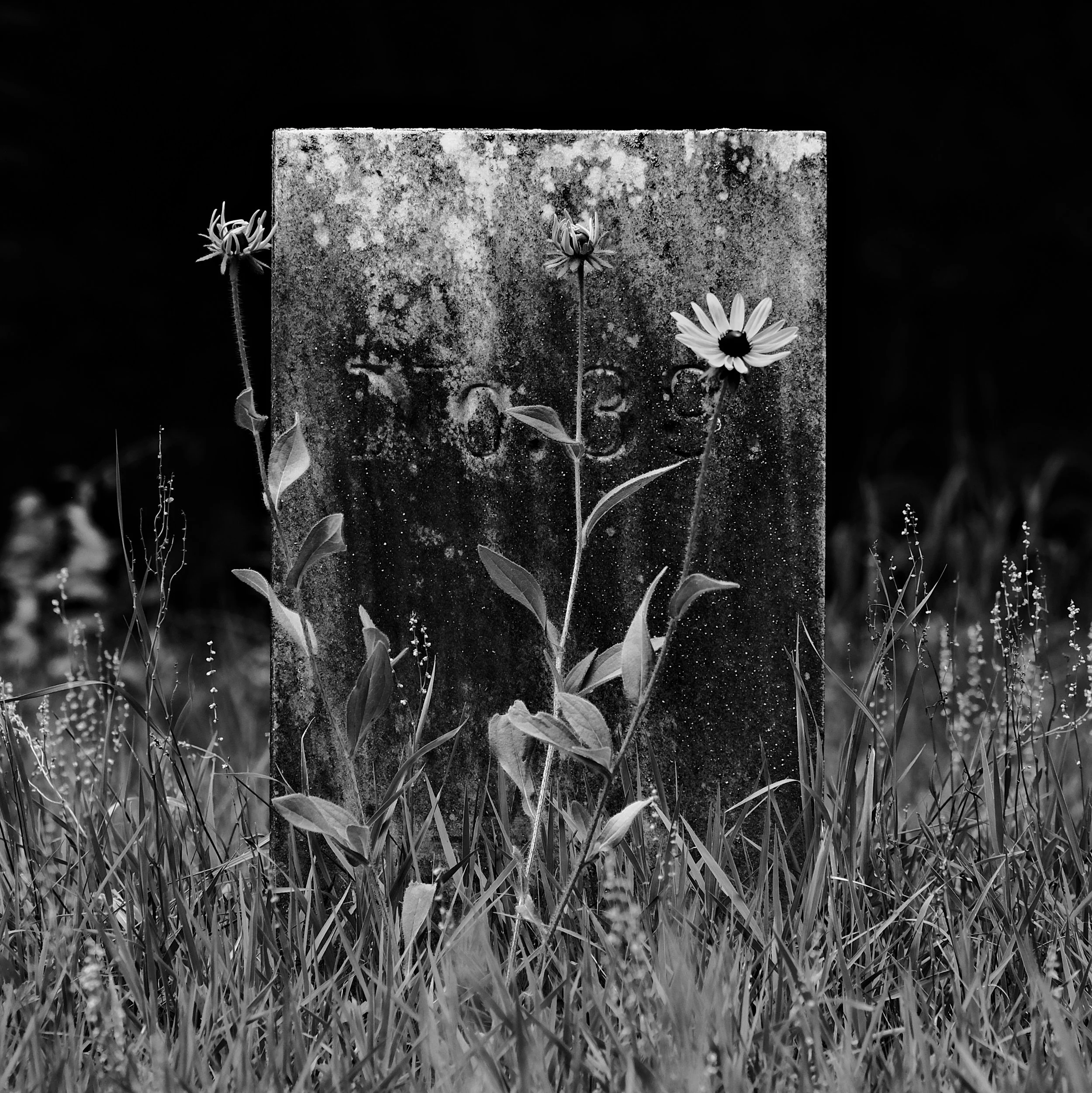 blackandwhite_9.JPG
