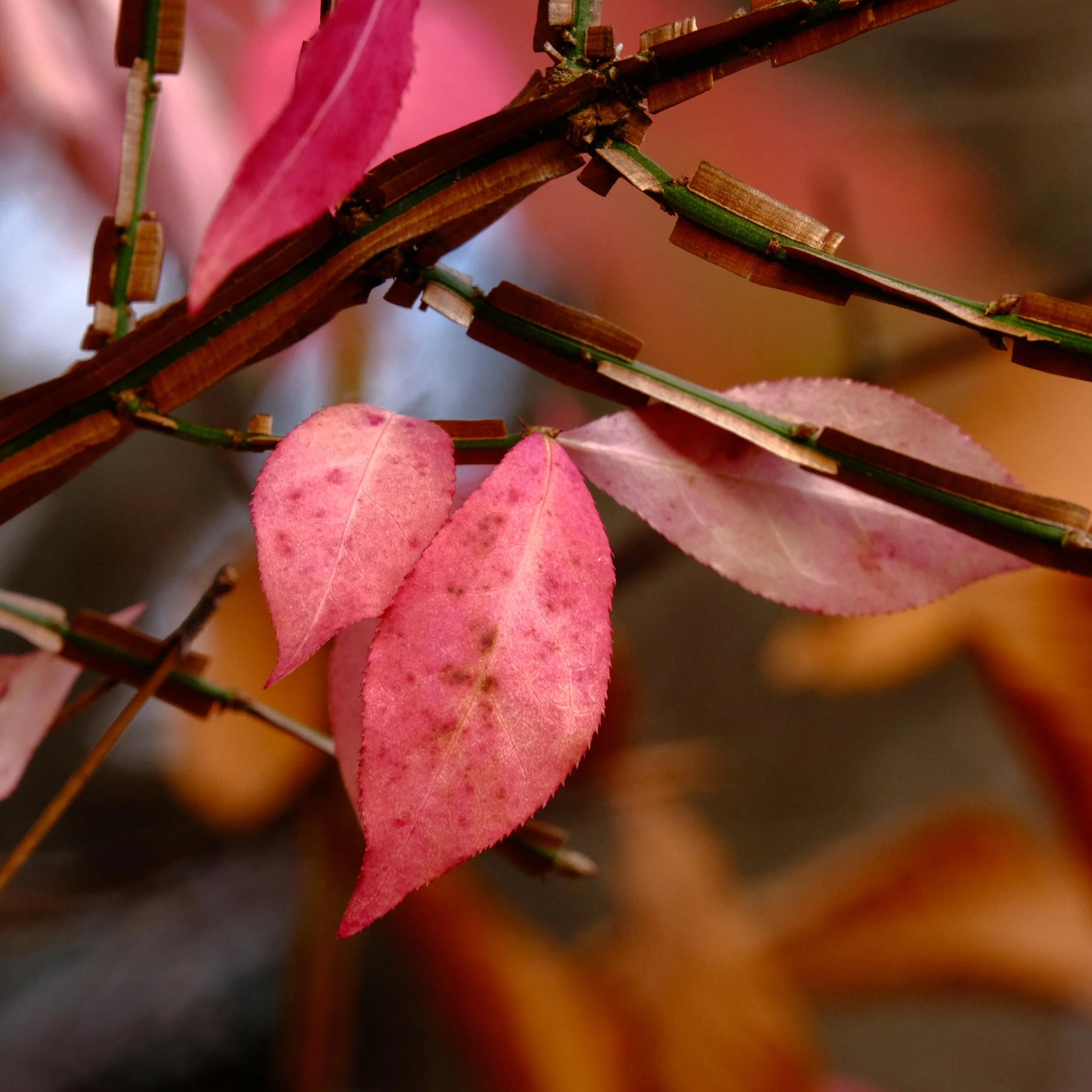 color_15.JPG
