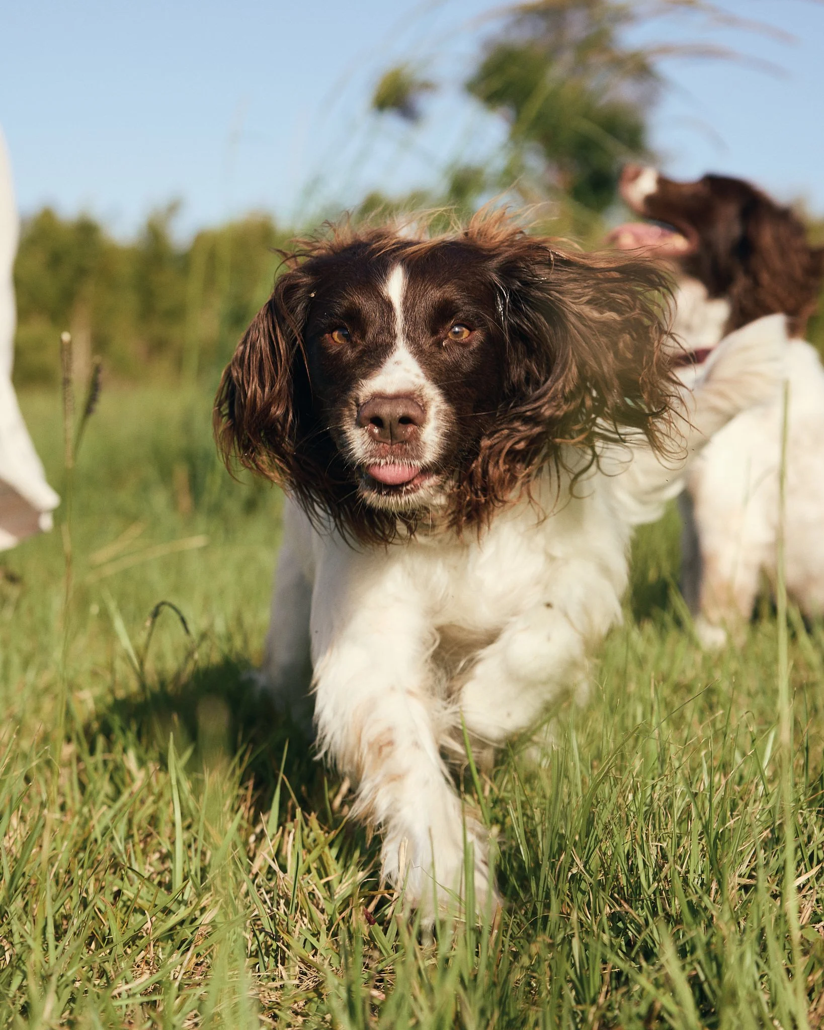 Dog spa, wellness and rehabilitation at Paddock & Paw Byron Bay.
