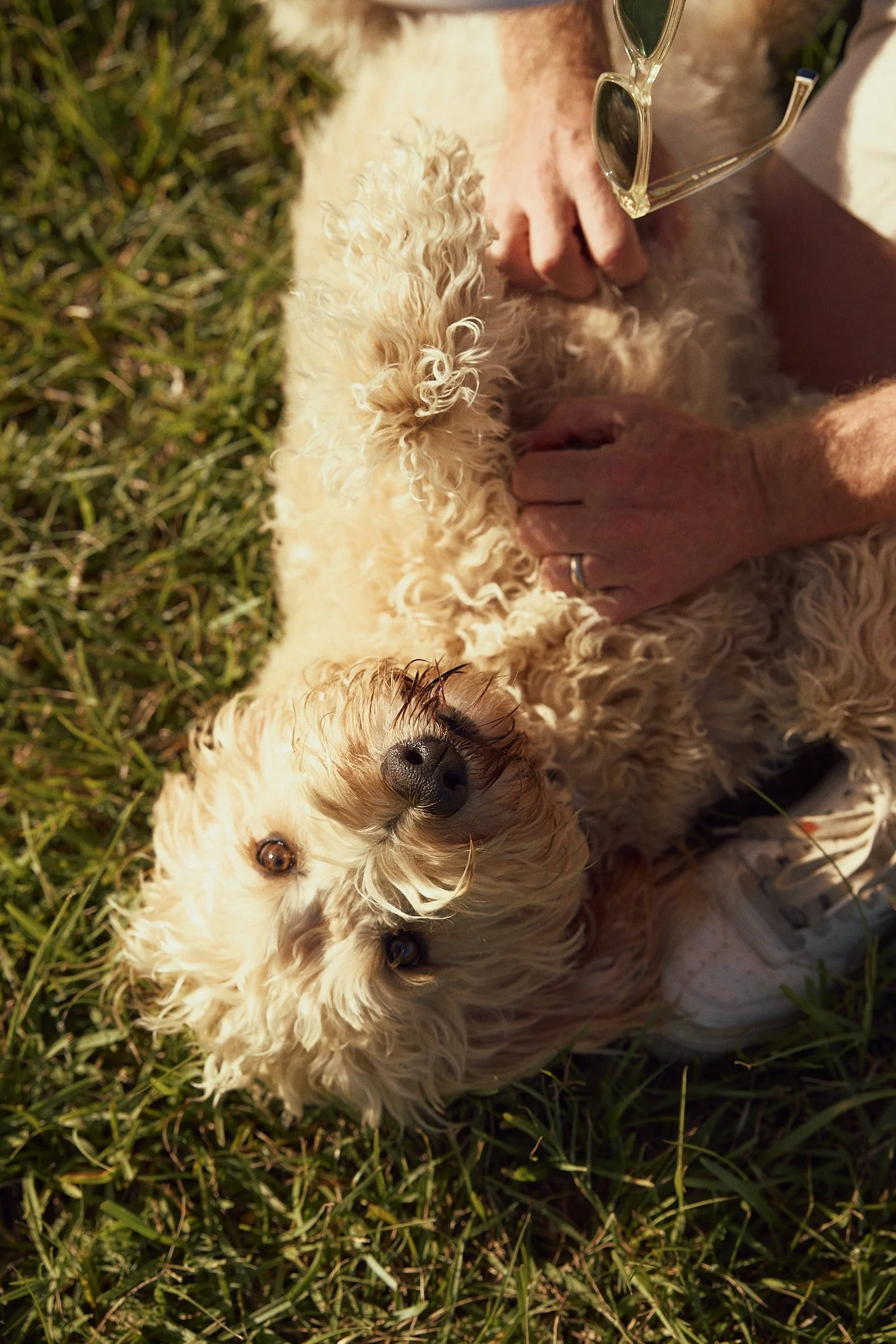 Premium overnight dog accommodation and boarding in Byron Bay.