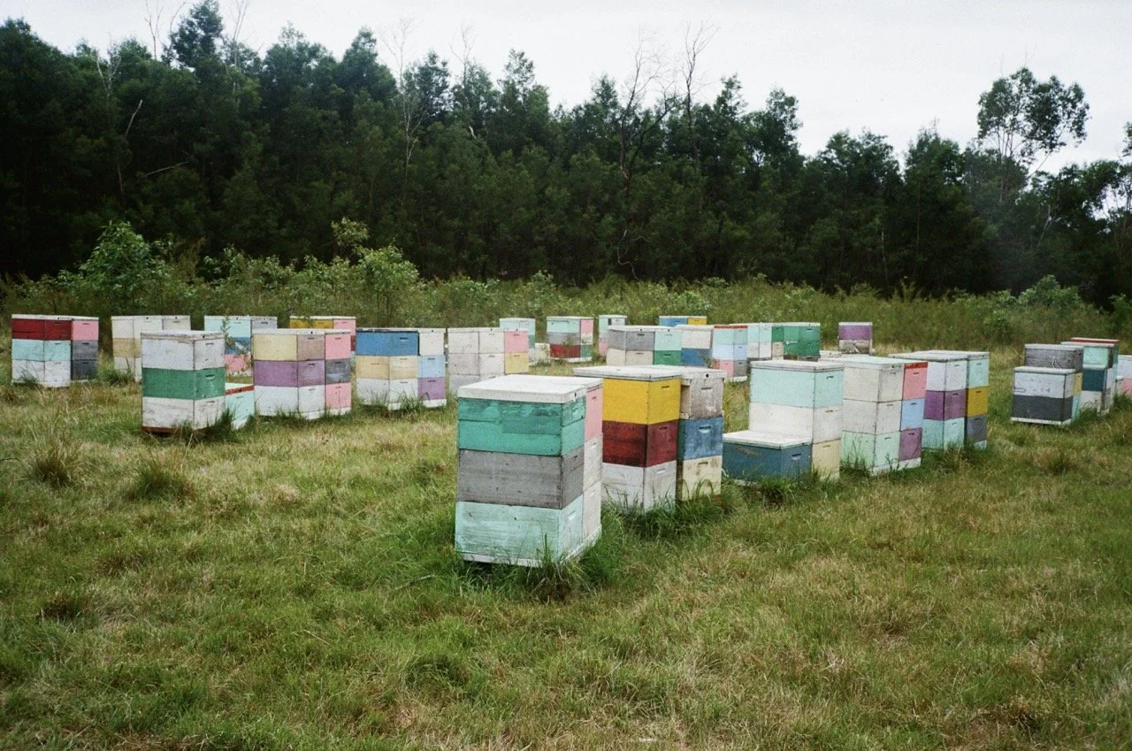 Colorful beehives arranged in a field with green grass, surrounded by a forest background.