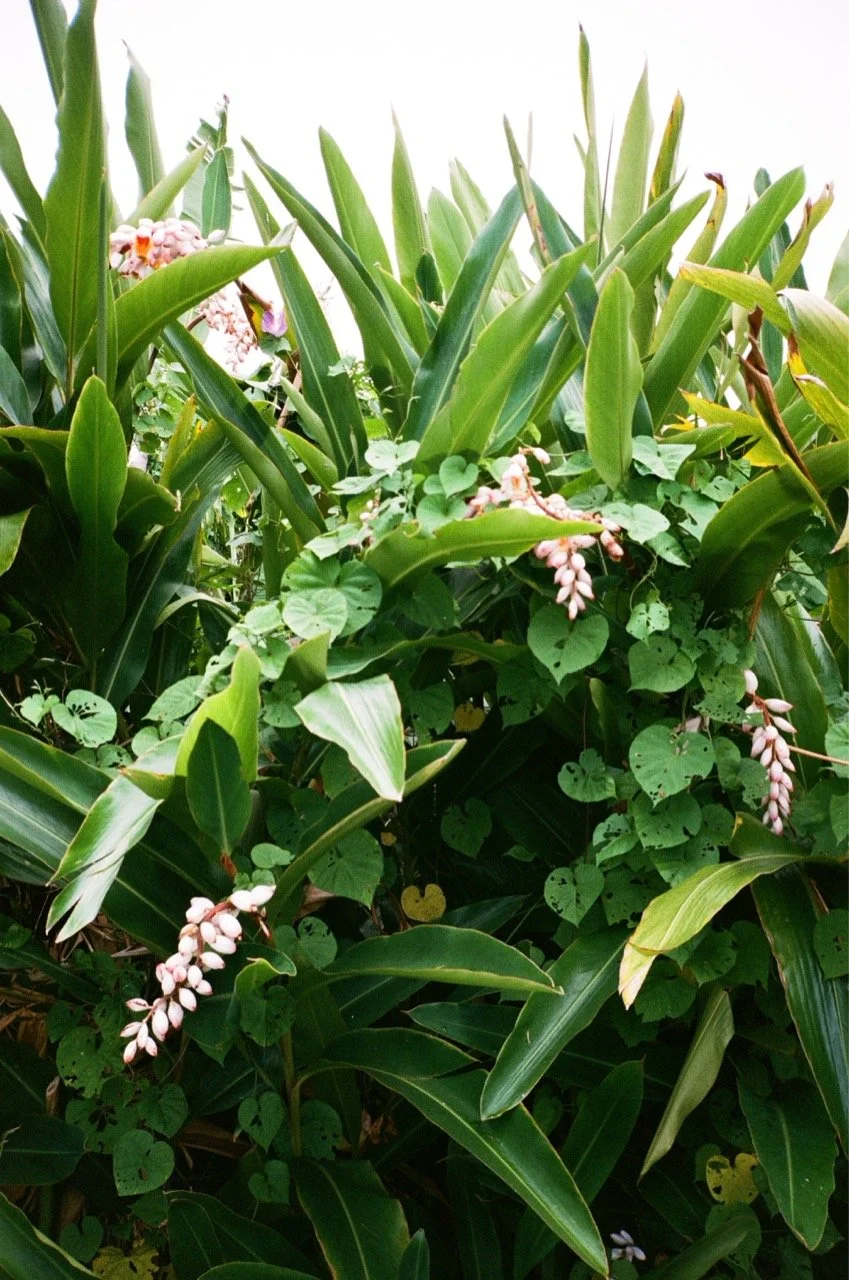 Green leafy plants with pinkish-white flowers hanging down.