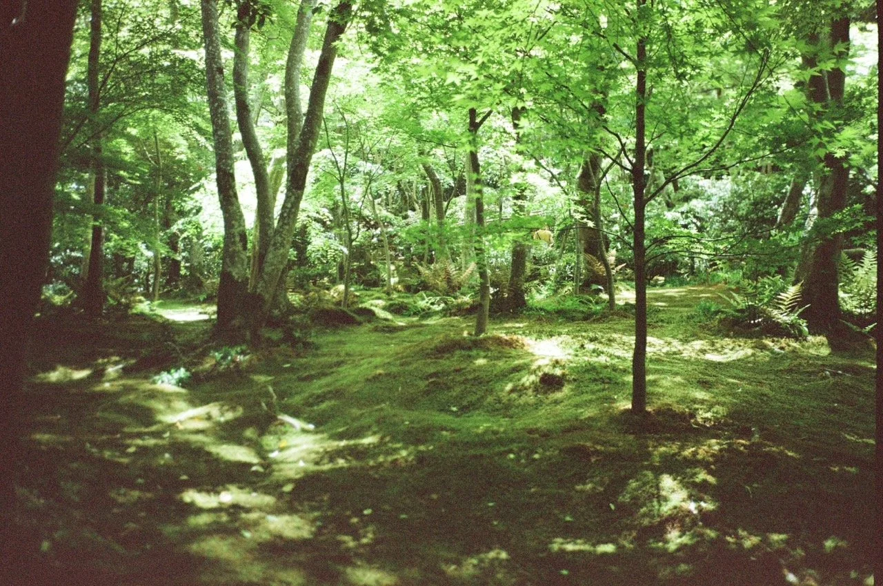 A lush green forest with trees, moss-covered ground, and sunlight filtering through the leaves.