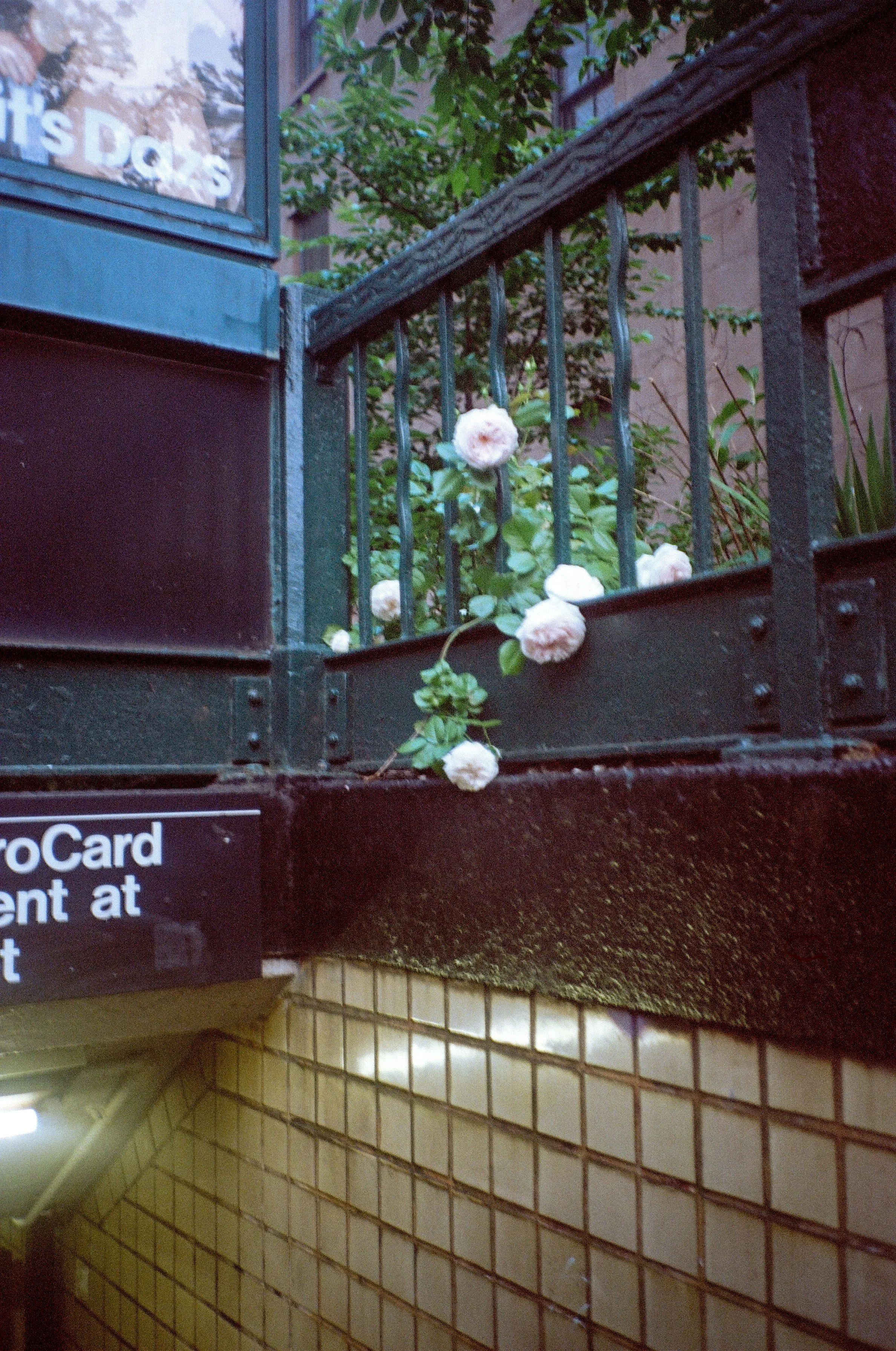 A small pink rose bush growing over a black metal fence, with some white roses blooming, located above a tiled wall and near a building with glass windows.