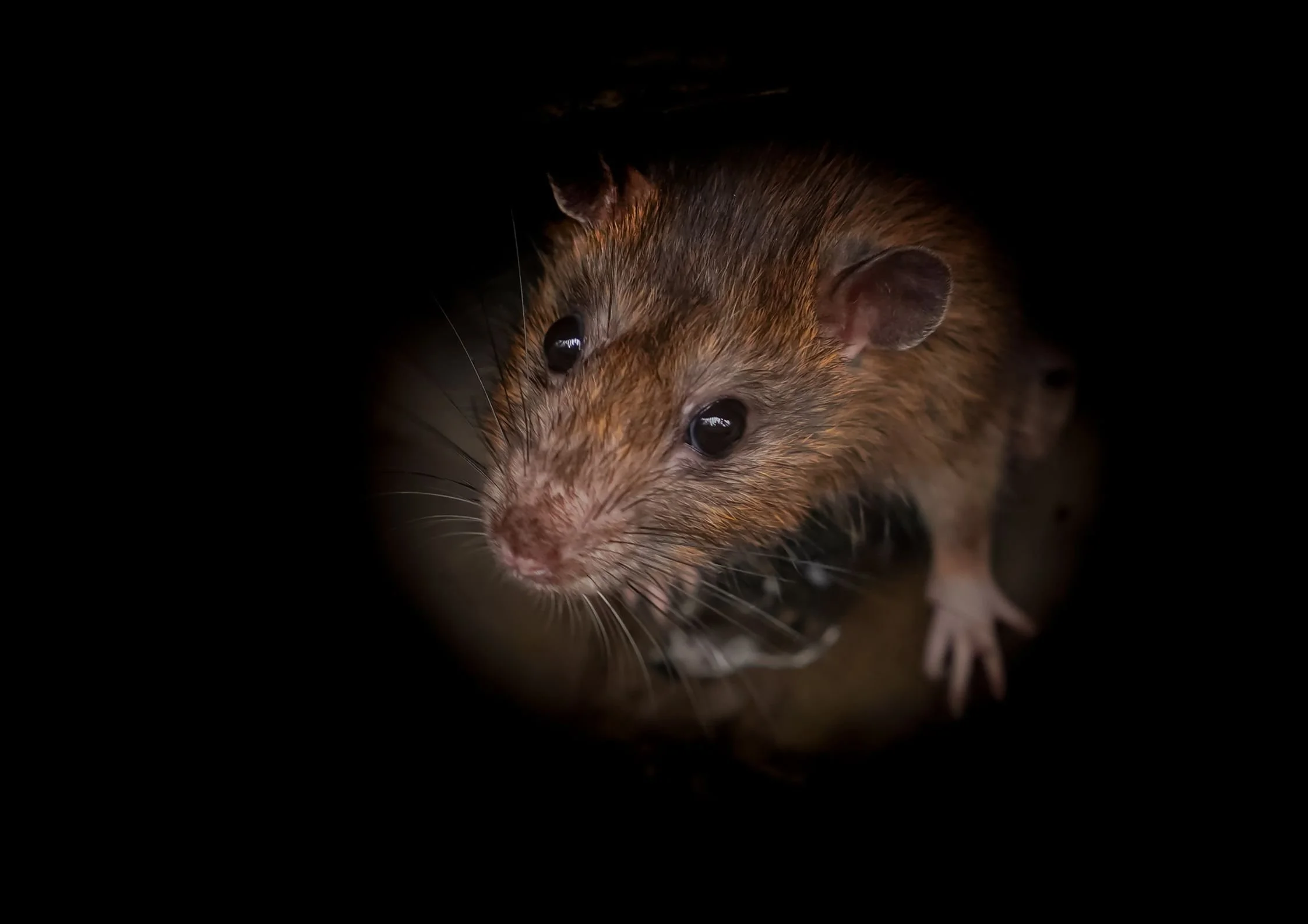 Are Rats Entering Your Home Through the Drains?