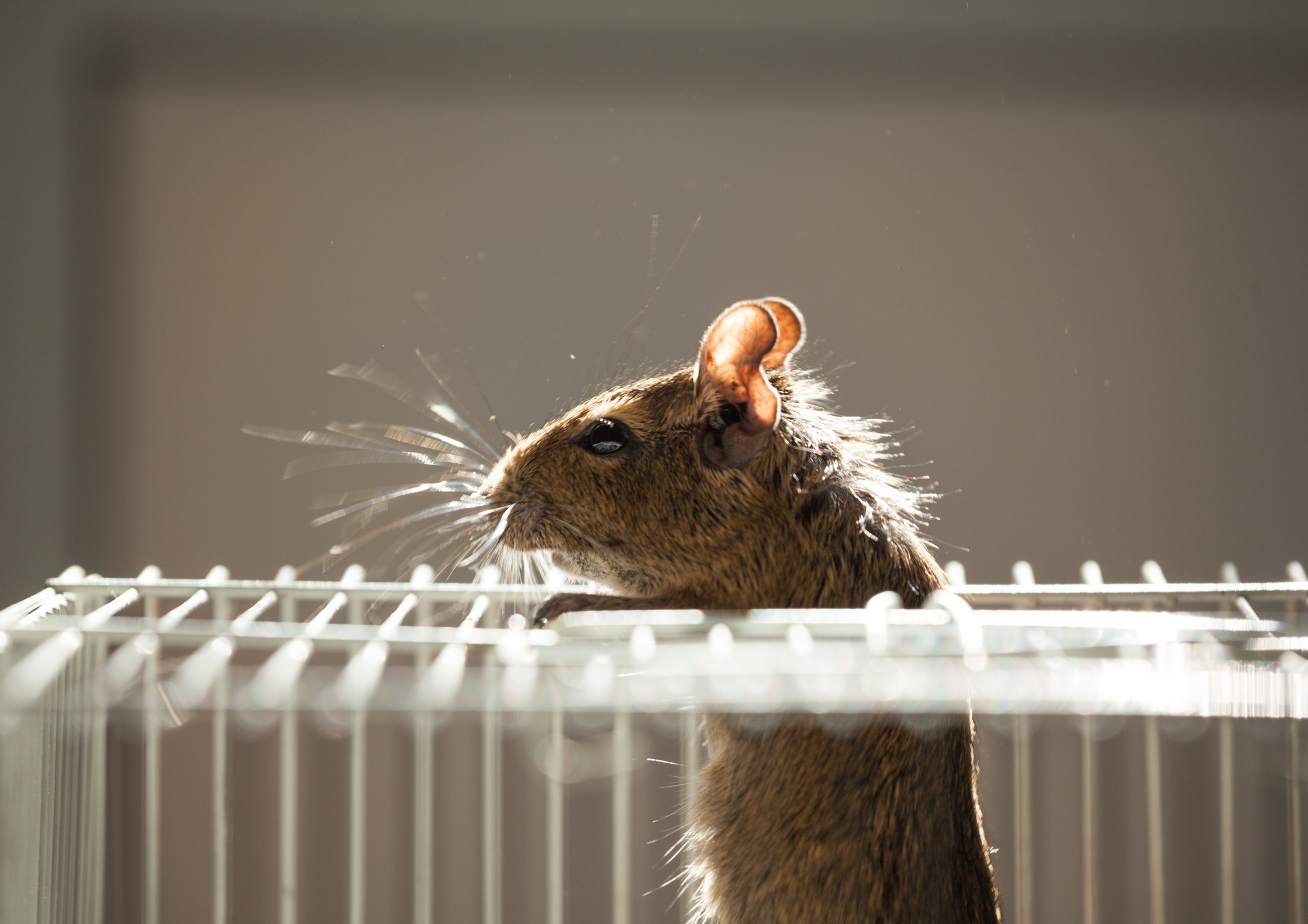 Rodents in Your Home Often Enter Through Damaged Drains