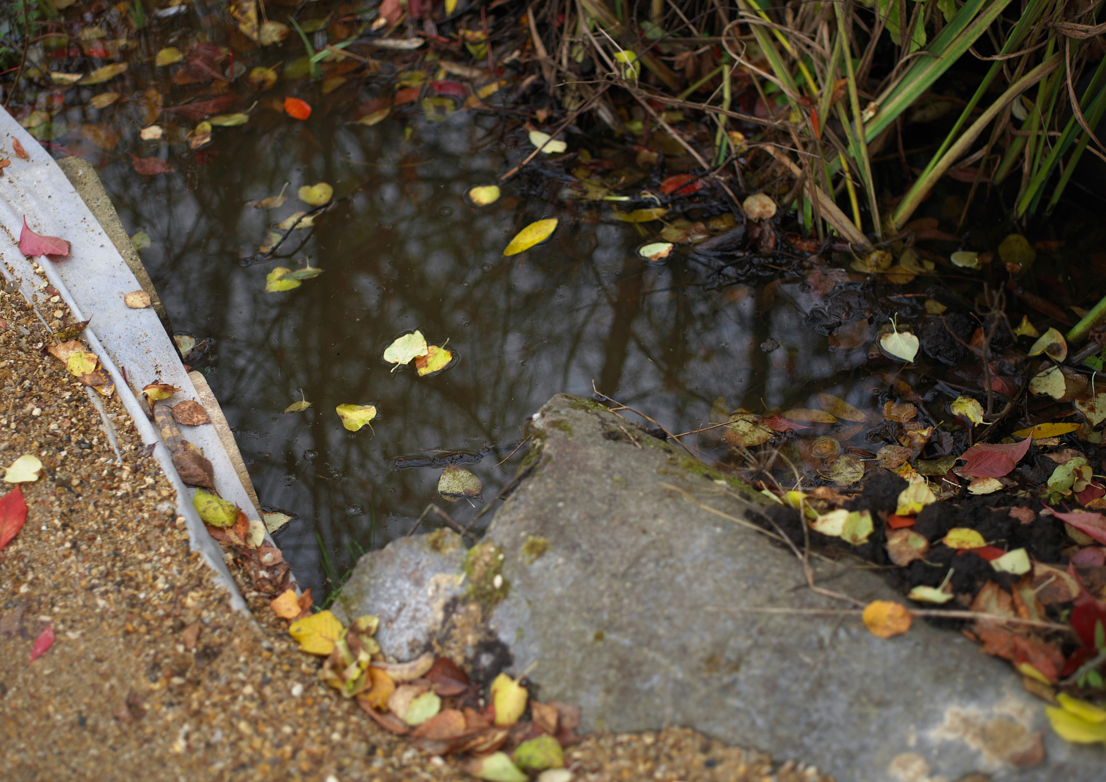Standing Water Is Often a Sign of Hidden Drainage Failure