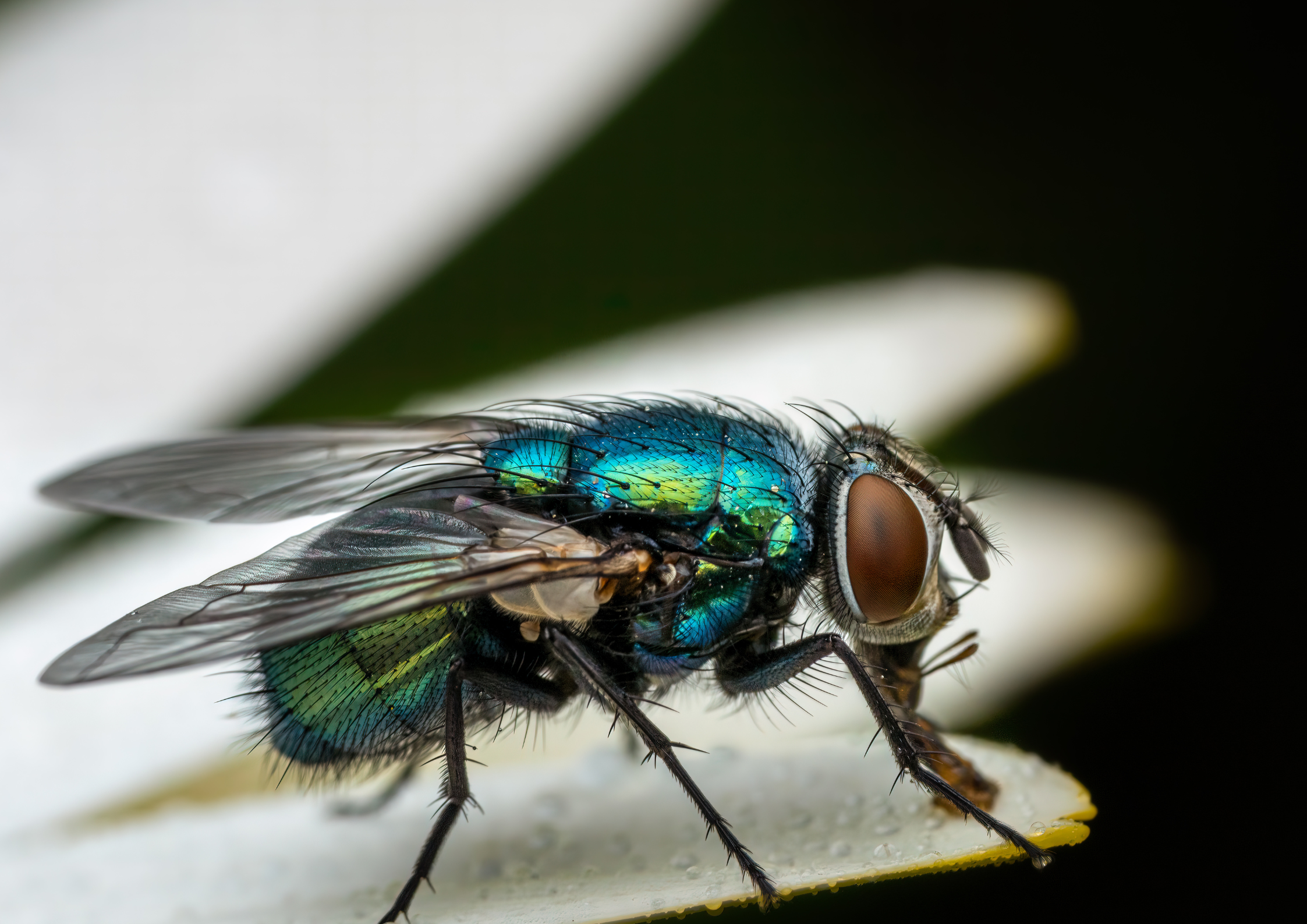 Drain Flies Are More Than Just a Summer Nuisance