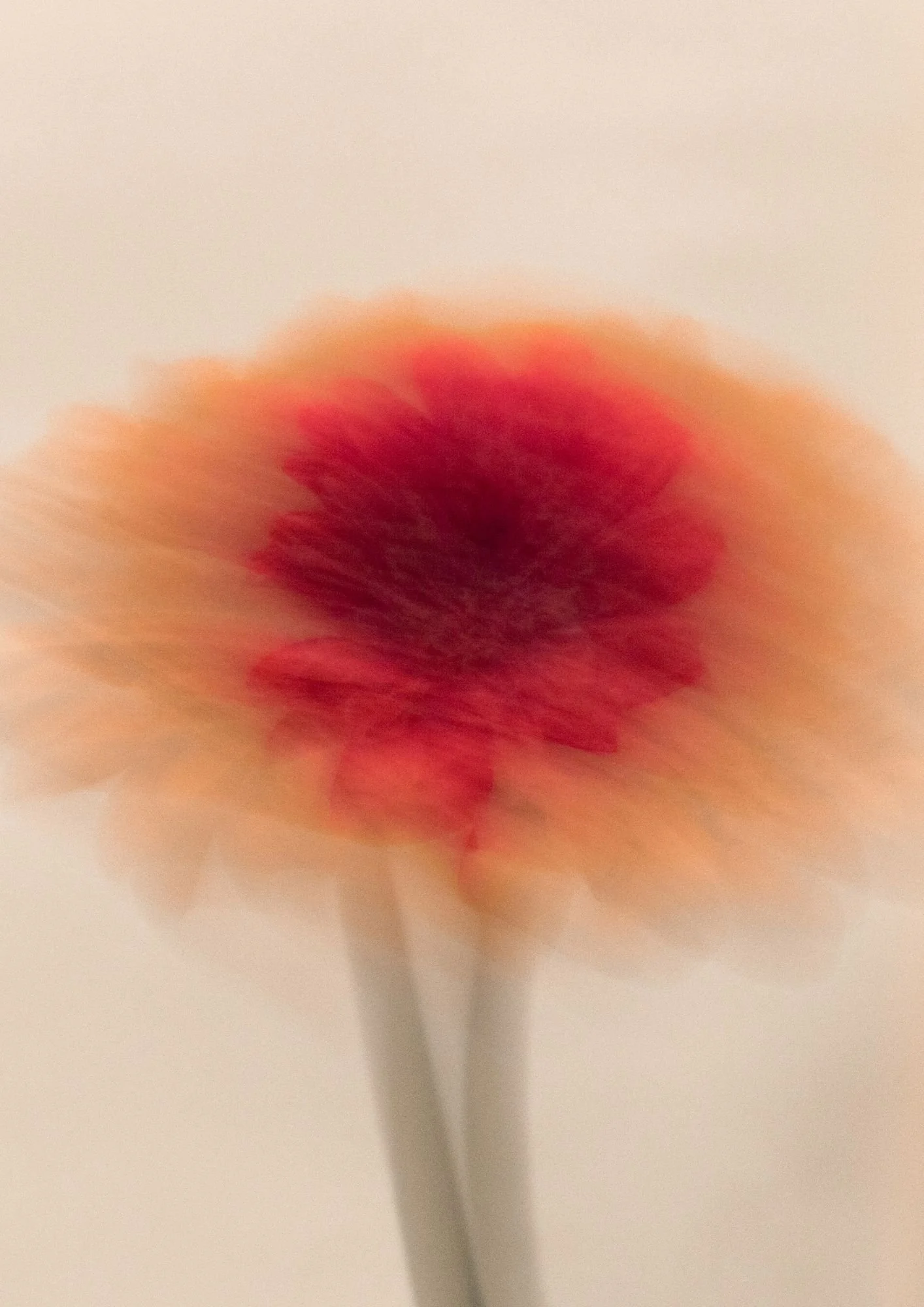 Blurred close-up of a red and orange flower, with a soft focus and a neutral background.