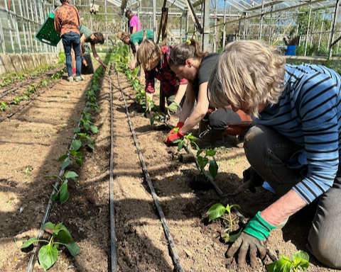 People planting seedlings in rows inside a greenhouse or garden.