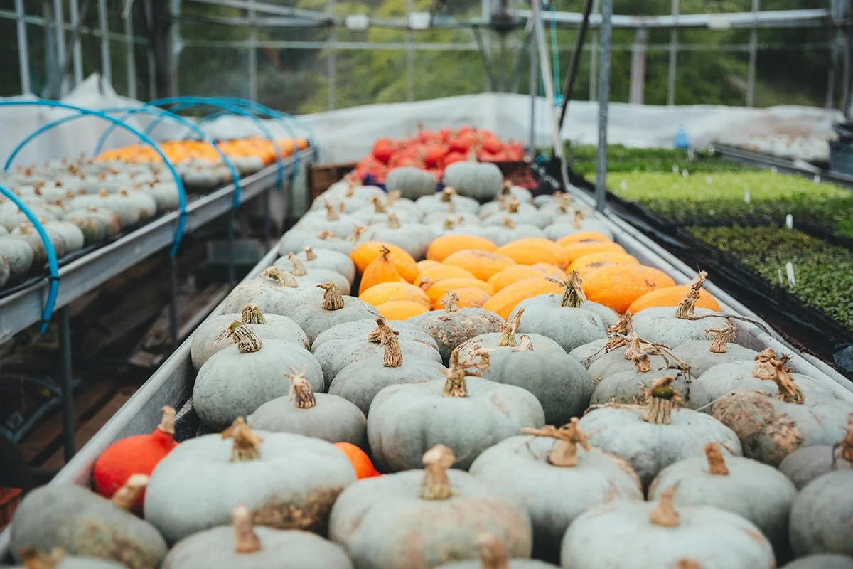 Row of pumpkins and gourds inside a greenhouse with various other plants in the background.
