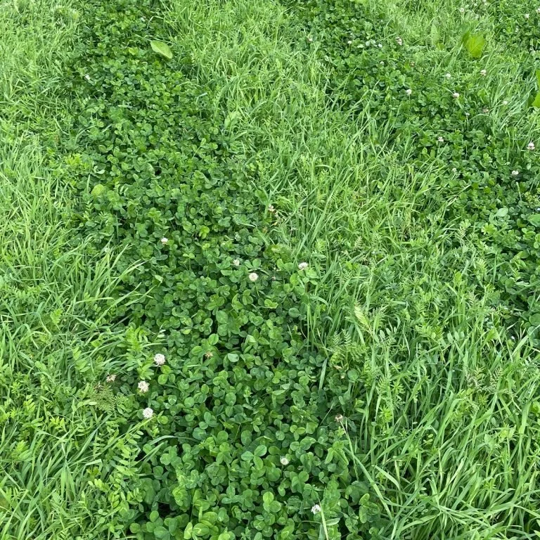 A patch of green grass with clover and small white flowers.