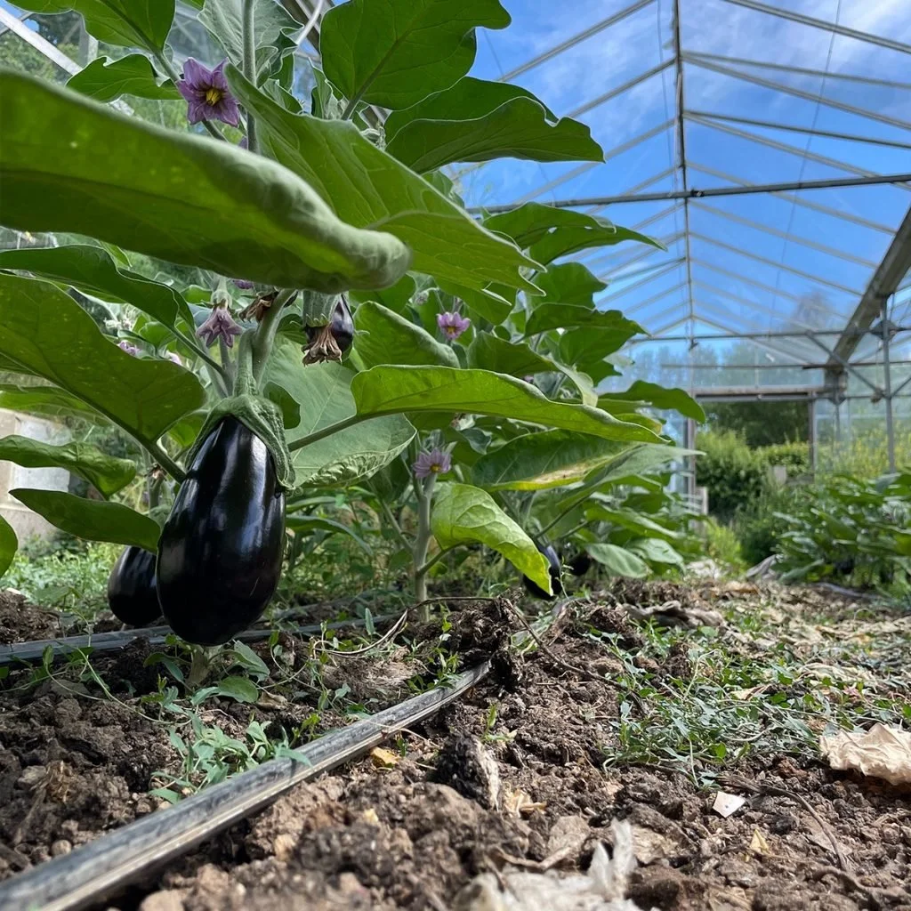 Purple eggplants growing on a plant inside a greenhouse with a dirt floor and a clear plastic roof.