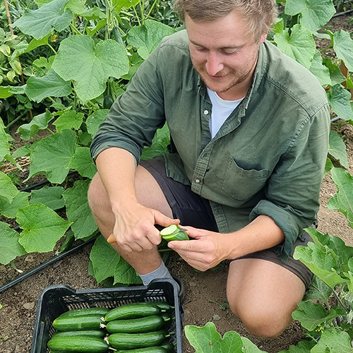 A man harvesting cucumbers in a garden.