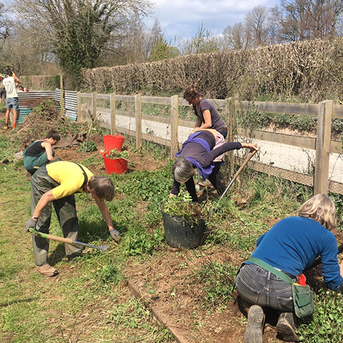 People working together planting and gardening along a fenced outdoor area.
