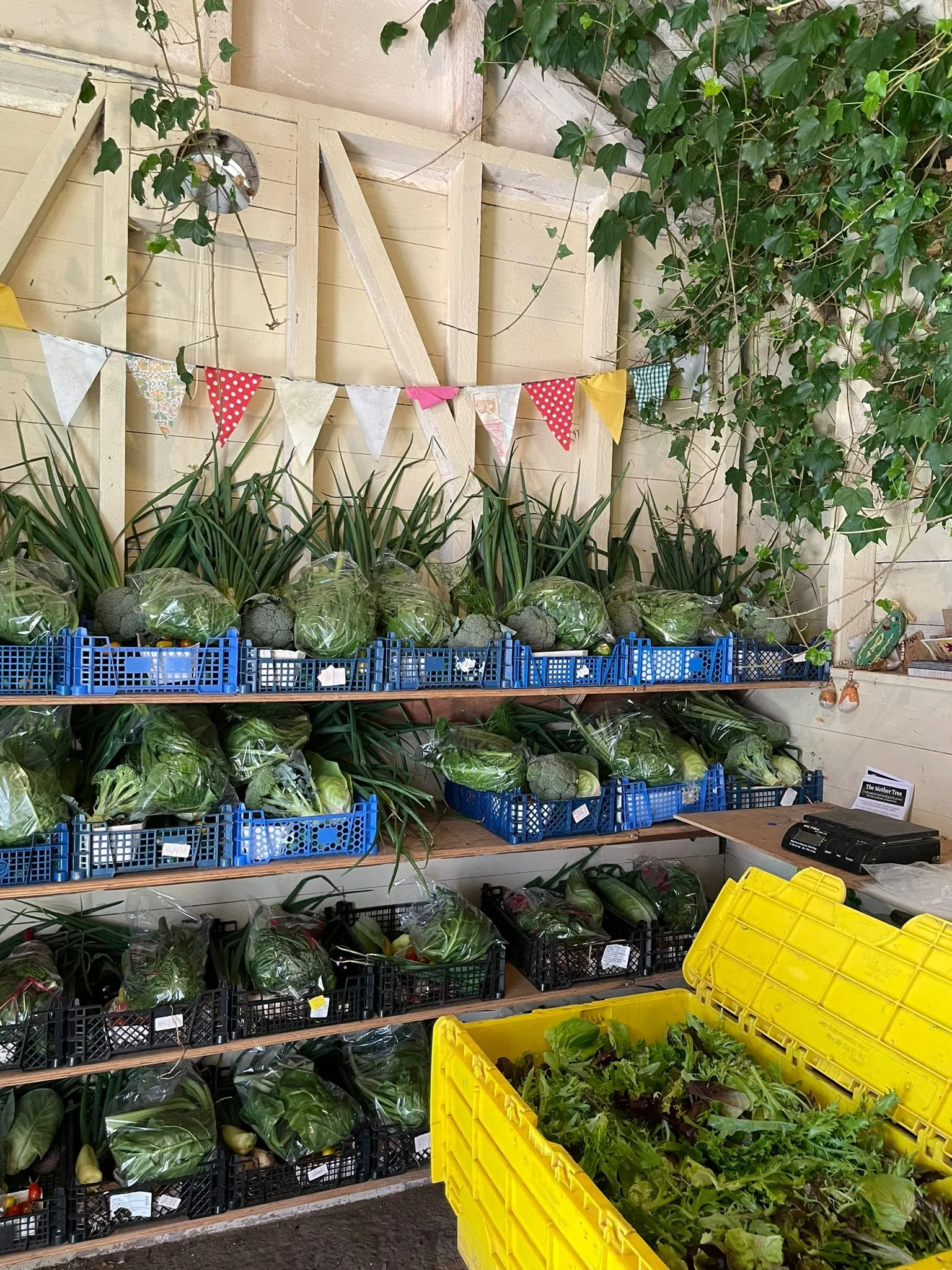 Fresh vegetables such as broccoli, lettuce, and other greens are displayed in blue and black baskets on wooden shelves in a rustic setting, with a yellow basket of leafy greens in the foreground. There is a decorative bunting of colorful fabric triangles hanging above the shelves, and green ivy growing along the wall and ceiling.