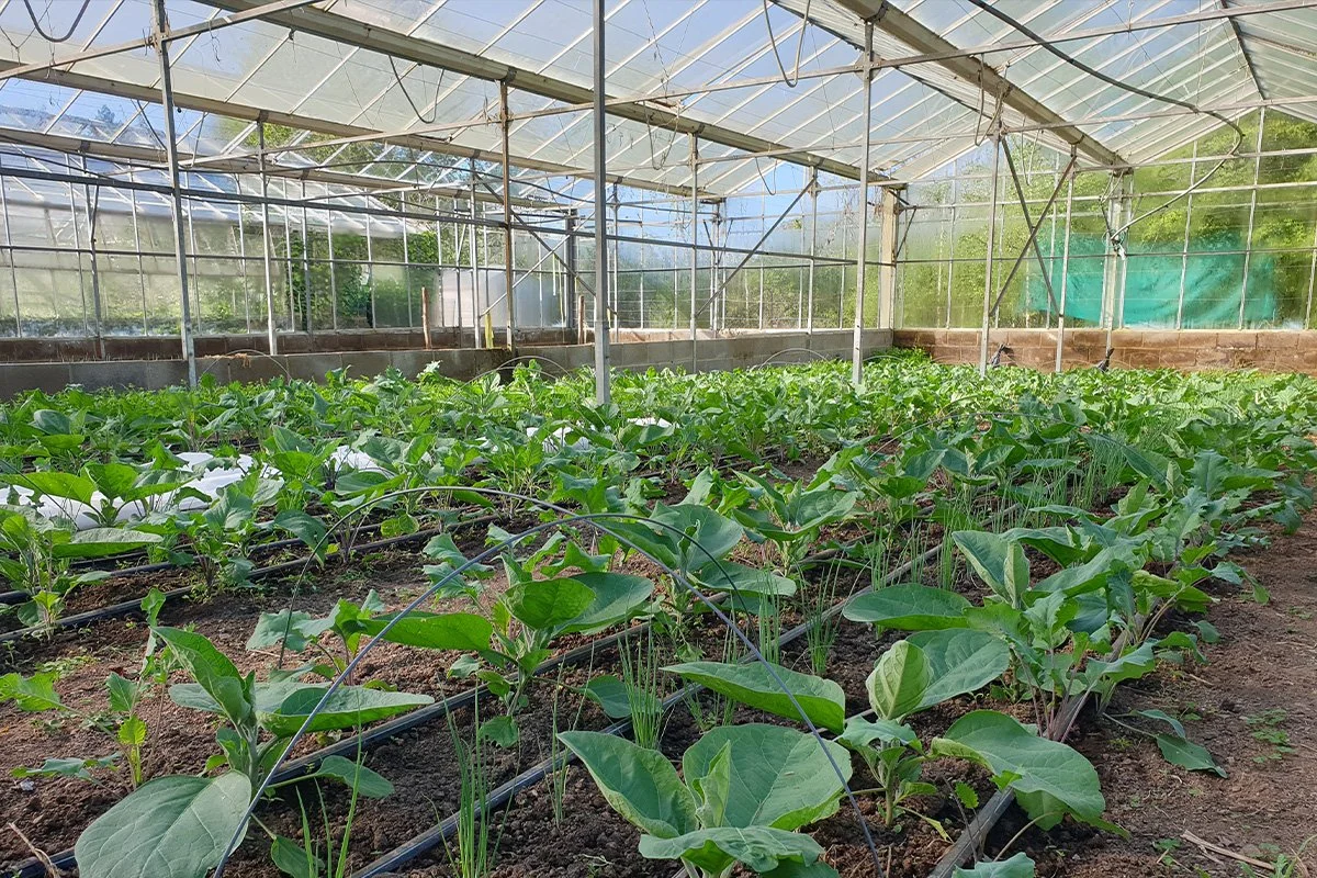 Young green plants growing in a greenhouse with a clear roof and metal framing.