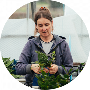 Woman in a greenhouse holding a leafy plant, wearing a purple hoodie and focused on gardening.